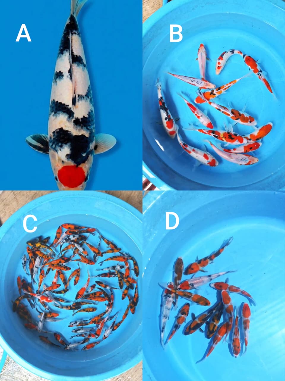 Lelang Koi Online, Jual Beli Ikan Koi, Pasar Koi Terbaik, Agen Lelang Koi, Penawaran Koi Berkualitas, Harga Jual Koi, Lelang Ikan Koi Import, Beli Koi Online, Jual Koi Murah, Koi Showroom, Penjual Koi Terpercaya, Lelang Koi Jakarta, Jual Koi Lokal, Koi Kualitas Unggul, Harga Terbaik Koi, Jual Koi Indukan, Lelang Ikan Hias Koi, Pasar Koi Indonesia, Beli Koi Berkualitas Tinggi, Koi Farm Terbesar, Jual Beli Koi Impor, Lelang Ikan Koi Kualitas Premium, Daftar Harga Koi Terbaru, Pusat Jual Beli Koi, Info Lelang Koi Hari Ini.