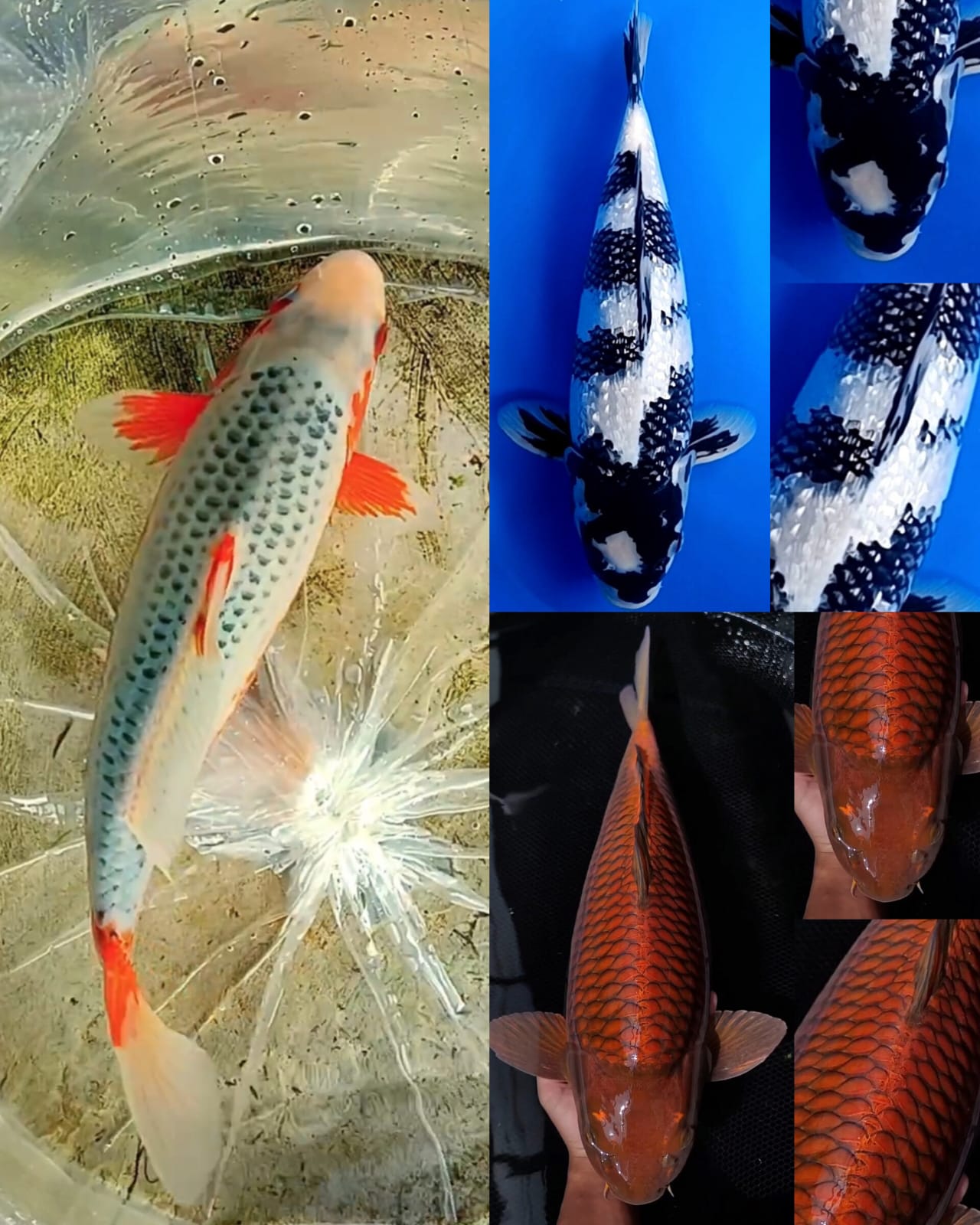 Lelang Koi Online, Jual Beli Ikan Koi, Pasar Koi Terbaik, Agen Lelang Koi, Penawaran Koi Berkualitas, Harga Jual Koi, Lelang Ikan Koi Import, Beli Koi Online, Jual Koi Murah, Koi Showroom, Penjual Koi Terpercaya, Lelang Koi Jakarta, Jual Koi Lokal, Koi Kualitas Unggul, Harga Terbaik Koi, Jual Koi Indukan, Lelang Ikan Hias Koi, Pasar Koi Indonesia, Beli Koi Berkualitas Tinggi, Koi Farm Terbesar, Jual Beli Koi Impor, Lelang Ikan Koi Kualitas Premium, Daftar Harga Koi Terbaru, Pusat Jual Beli Koi, Info Lelang Koi Hari Ini.
