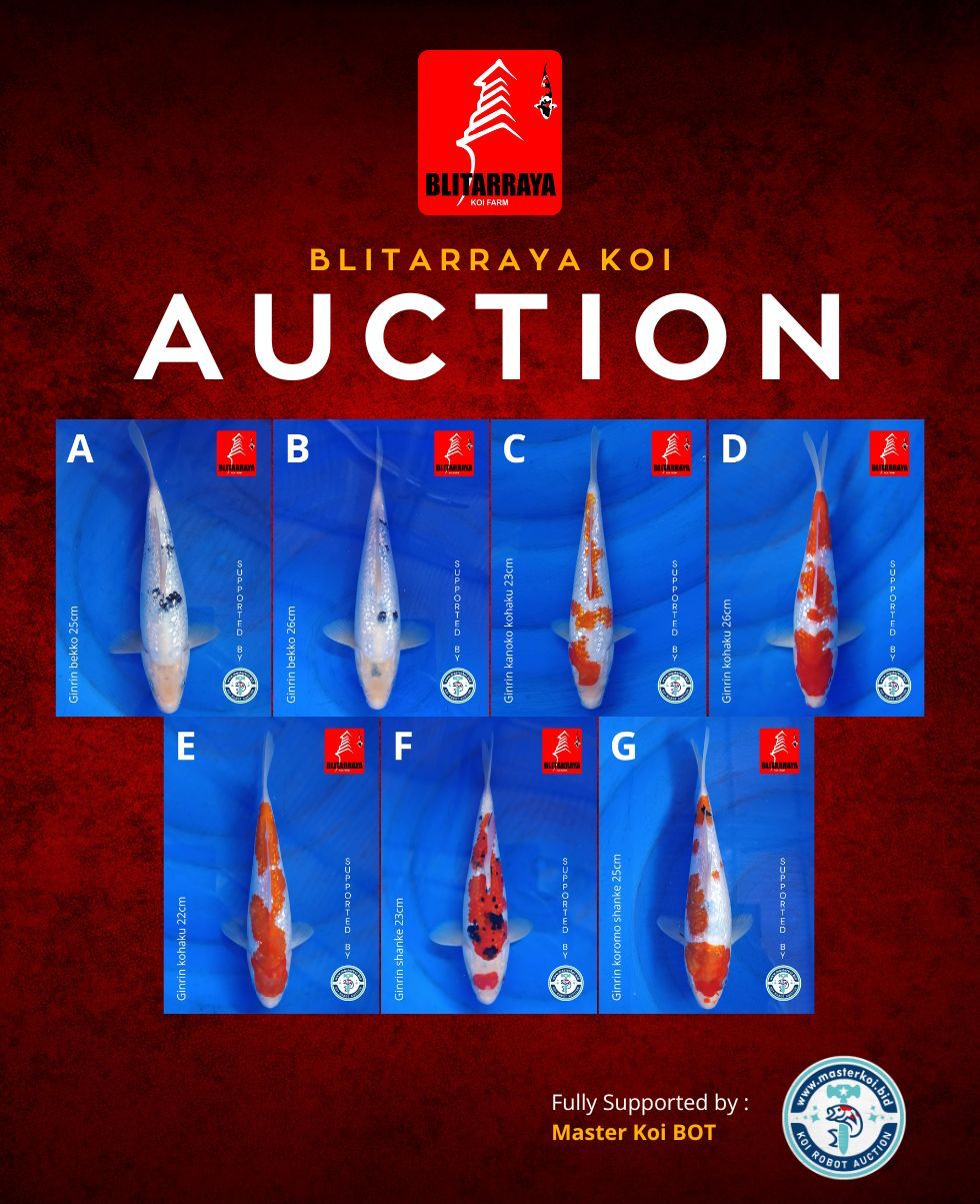 Lelang Koi Online, Jual Beli Ikan Koi, Pasar Koi Terbaik, Agen Lelang Koi, Penawaran Koi Berkualitas, Harga Jual Koi, Lelang Ikan Koi Import, Beli Koi Online, Jual Koi Murah, Koi Showroom, Penjual Koi Terpercaya, Lelang Koi Jakarta, Jual Koi Lokal, Koi Kualitas Unggul, Harga Terbaik Koi, Jual Koi Indukan, Lelang Ikan Hias Koi, Pasar Koi Indonesia, Beli Koi Berkualitas Tinggi, Koi Farm Terbesar, Jual Beli Koi Impor, Lelang Ikan Koi Kualitas Premium, Daftar Harga Koi Terbaru, Pusat Jual Beli Koi, Info Lelang Koi Hari Ini.