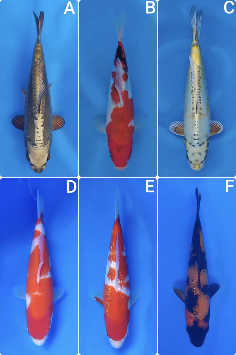 Lelang Koi Online, Jual Beli Ikan Koi, Pasar Koi Terbaik, Agen Lelang Koi, Penawaran Koi Berkualitas, Harga Jual Koi, Lelang Ikan Koi Import, Beli Koi Online, Jual Koi Murah, Koi Showroom, Penjual Koi Terpercaya, Lelang Koi Jakarta, Jual Koi Lokal, Koi Kualitas Unggul, Harga Terbaik Koi, Jual Koi Indukan, Lelang Ikan Hias Koi, Pasar Koi Indonesia, Beli Koi Berkualitas Tinggi, Koi Farm Terbesar, Jual Beli Koi Impor, Lelang Ikan Koi Kualitas Premium, Daftar Harga Koi Terbaru, Pusat Jual Beli Koi, Info Lelang Koi Hari Ini.
