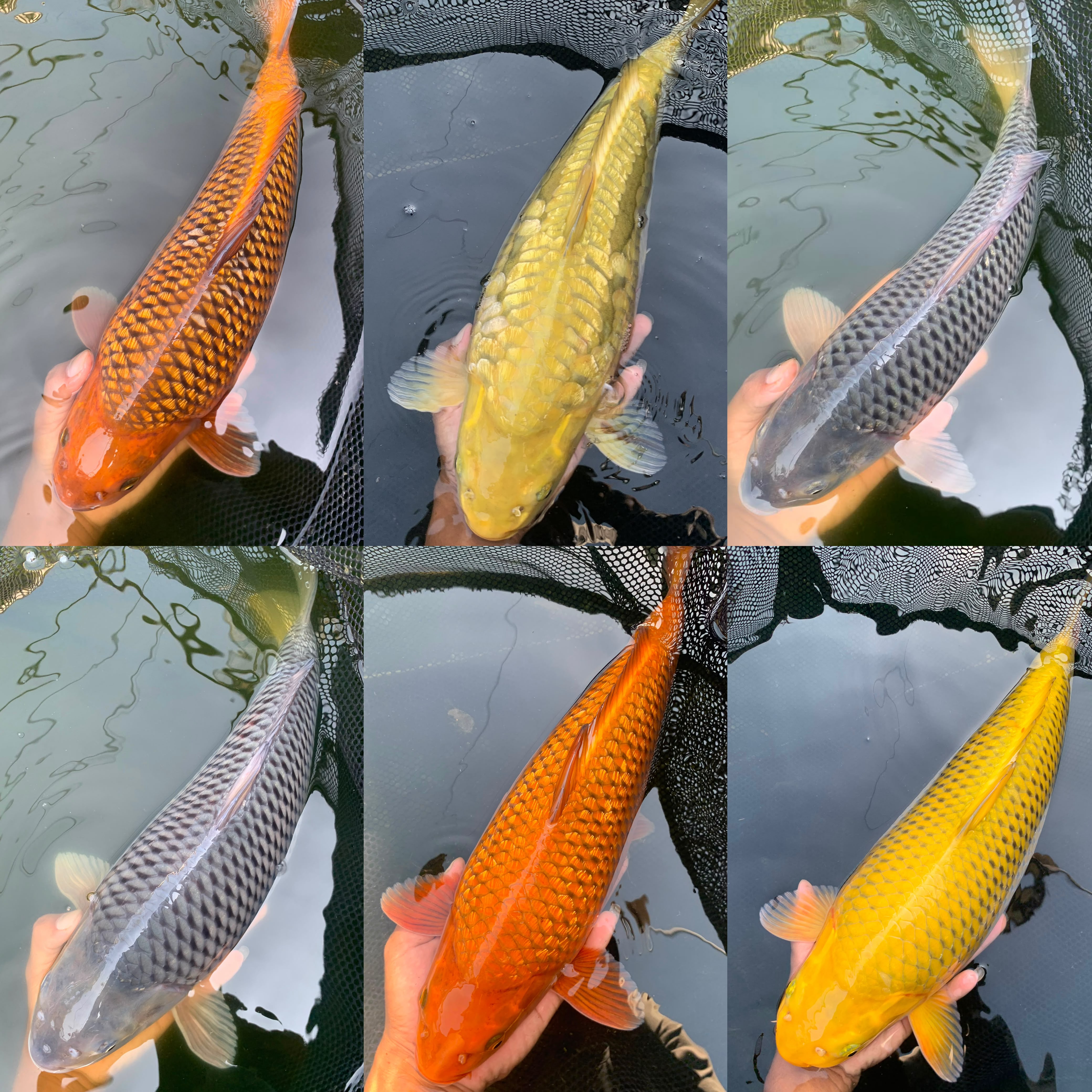Lelang Koi Online, Jual Beli Ikan Koi, Pasar Koi Terbaik, Agen Lelang Koi, Penawaran Koi Berkualitas, Harga Jual Koi, Lelang Ikan Koi Import, Beli Koi Online, Jual Koi Murah, Koi Showroom, Penjual Koi Terpercaya, Lelang Koi Jakarta, Jual Koi Lokal, Koi Kualitas Unggul, Harga Terbaik Koi, Jual Koi Indukan, Lelang Ikan Hias Koi, Pasar Koi Indonesia, Beli Koi Berkualitas Tinggi, Koi Farm Terbesar, Jual Beli Koi Impor, Lelang Ikan Koi Kualitas Premium, Daftar Harga Koi Terbaru, Pusat Jual Beli Koi, Info Lelang Koi Hari Ini.