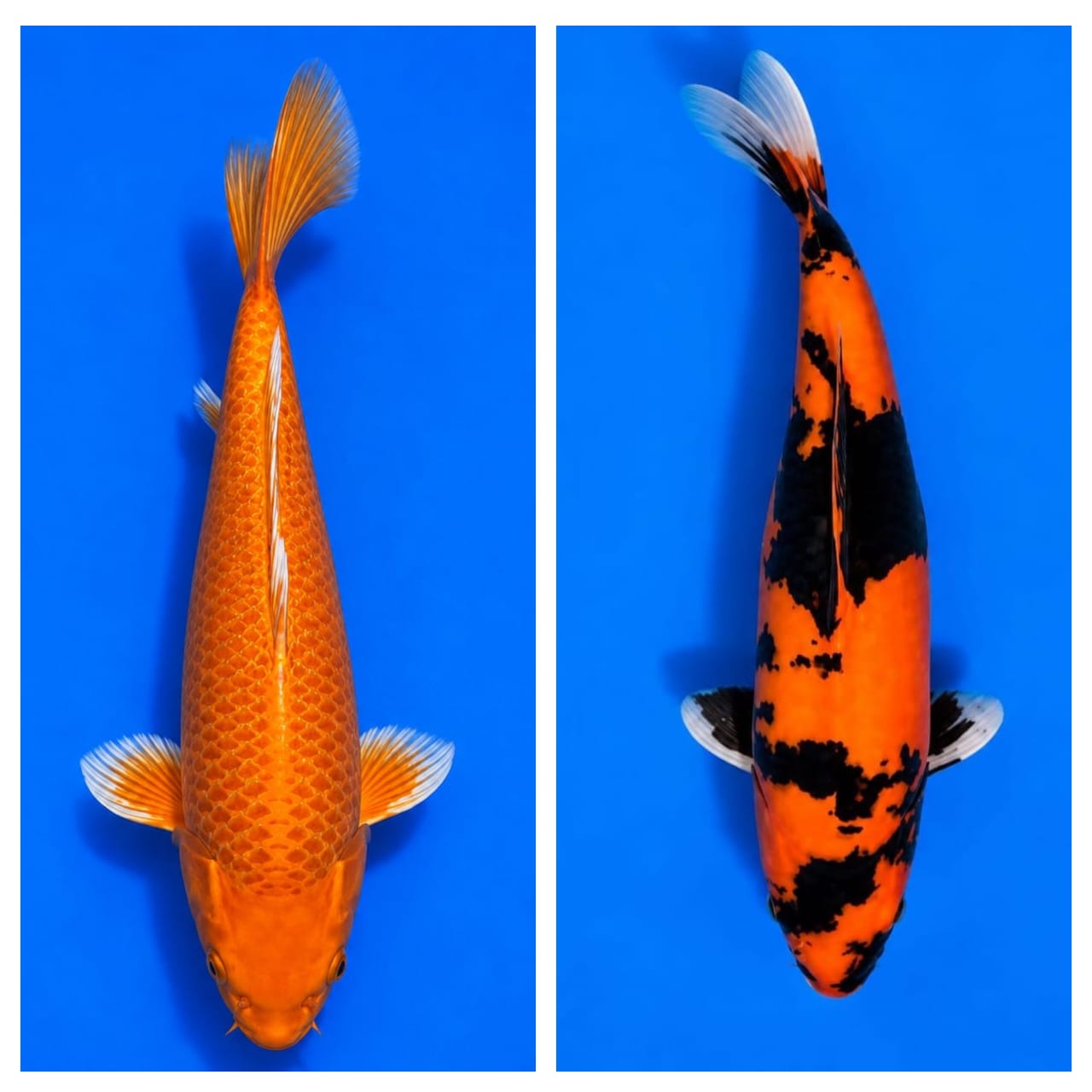 Lelang Koi Online, Jual Beli Ikan Koi, Pasar Koi Terbaik, Agen Lelang Koi, Penawaran Koi Berkualitas, Harga Jual Koi, Lelang Ikan Koi Import, Beli Koi Online, Jual Koi Murah, Koi Showroom, Penjual Koi Terpercaya, Lelang Koi Jakarta, Jual Koi Lokal, Koi Kualitas Unggul, Harga Terbaik Koi, Jual Koi Indukan, Lelang Ikan Hias Koi, Pasar Koi Indonesia, Beli Koi Berkualitas Tinggi, Koi Farm Terbesar, Jual Beli Koi Impor, Lelang Ikan Koi Kualitas Premium, Daftar Harga Koi Terbaru, Pusat Jual Beli Koi, Info Lelang Koi Hari Ini.