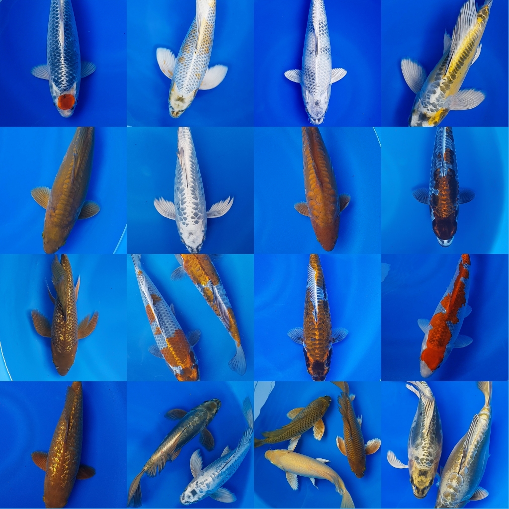 Lelang Koi Online, Jual Beli Ikan Koi, Pasar Koi Terbaik, Agen Lelang Koi, Penawaran Koi Berkualitas, Harga Jual Koi, Lelang Ikan Koi Import, Beli Koi Online, Jual Koi Murah, Koi Showroom, Penjual Koi Terpercaya, Lelang Koi Jakarta, Jual Koi Lokal, Koi Kualitas Unggul, Harga Terbaik Koi, Jual Koi Indukan, Lelang Ikan Hias Koi, Pasar Koi Indonesia, Beli Koi Berkualitas Tinggi, Koi Farm Terbesar, Jual Beli Koi Impor, Lelang Ikan Koi Kualitas Premium, Daftar Harga Koi Terbaru, Pusat Jual Beli Koi, Info Lelang Koi Hari Ini.