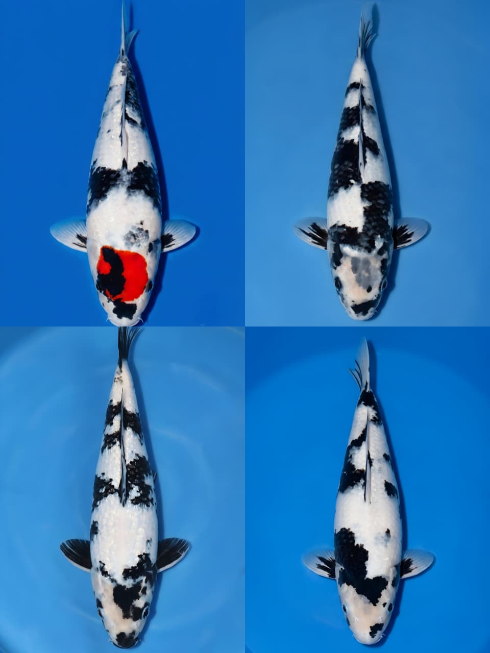 Lelang Koi Online, Jual Beli Ikan Koi, Pasar Koi Terbaik, Agen Lelang Koi, Penawaran Koi Berkualitas, Harga Jual Koi, Lelang Ikan Koi Import, Beli Koi Online, Jual Koi Murah, Koi Showroom, Penjual Koi Terpercaya, Lelang Koi Jakarta, Jual Koi Lokal, Koi Kualitas Unggul, Harga Terbaik Koi, Jual Koi Indukan, Lelang Ikan Hias Koi, Pasar Koi Indonesia, Beli Koi Berkualitas Tinggi, Koi Farm Terbesar, Jual Beli Koi Impor, Lelang Ikan Koi Kualitas Premium, Daftar Harga Koi Terbaru, Pusat Jual Beli Koi, Info Lelang Koi Hari Ini.