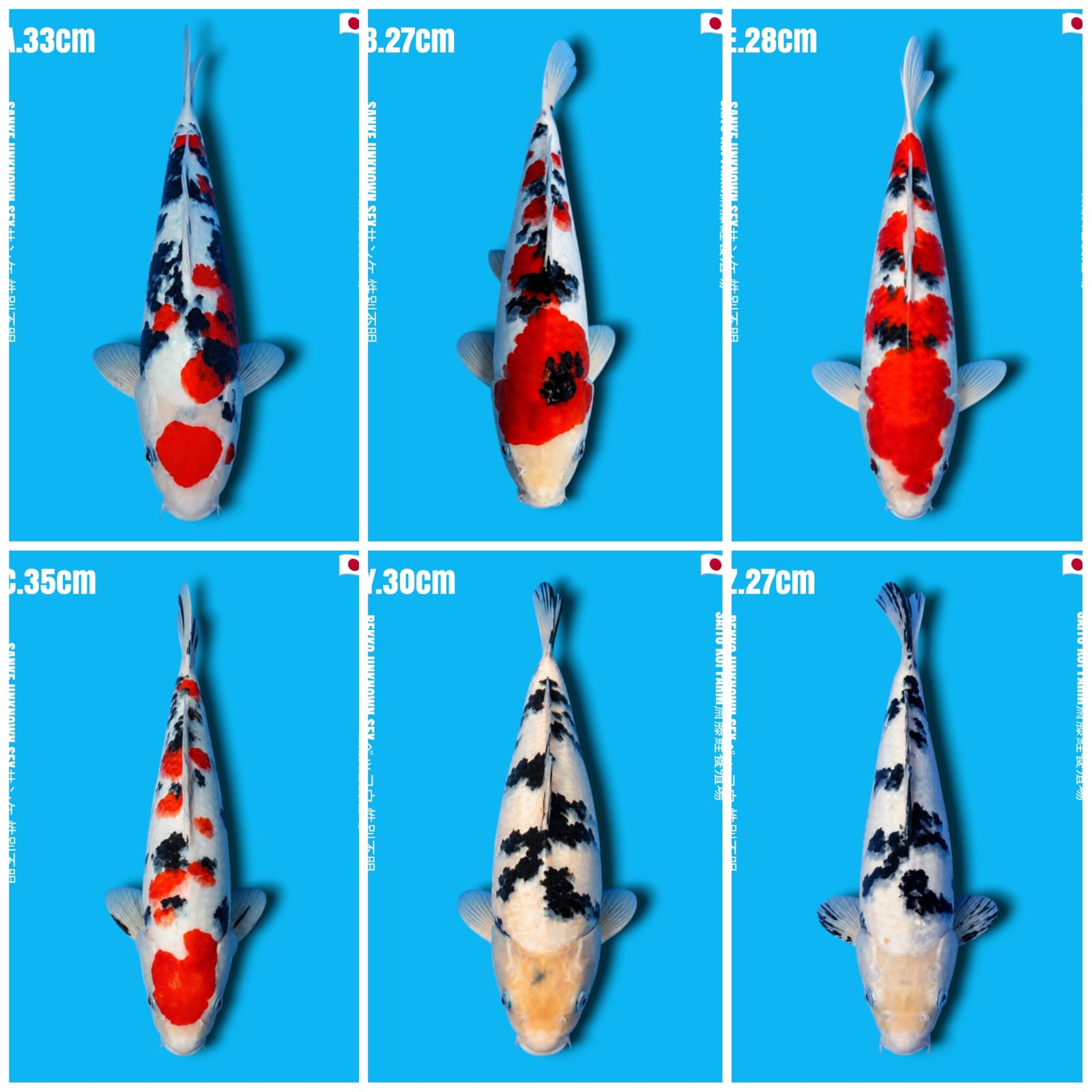 Lelang Koi Online, Jual Beli Ikan Koi, Pasar Koi Terbaik, Agen Lelang Koi, Penawaran Koi Berkualitas, Harga Jual Koi, Lelang Ikan Koi Import, Beli Koi Online, Jual Koi Murah, Koi Showroom, Penjual Koi Terpercaya, Lelang Koi Jakarta, Jual Koi Lokal, Koi Kualitas Unggul, Harga Terbaik Koi, Jual Koi Indukan, Lelang Ikan Hias Koi, Pasar Koi Indonesia, Beli Koi Berkualitas Tinggi, Koi Farm Terbesar, Jual Beli Koi Impor, Lelang Ikan Koi Kualitas Premium, Daftar Harga Koi Terbaru, Pusat Jual Beli Koi, Info Lelang Koi Hari Ini.