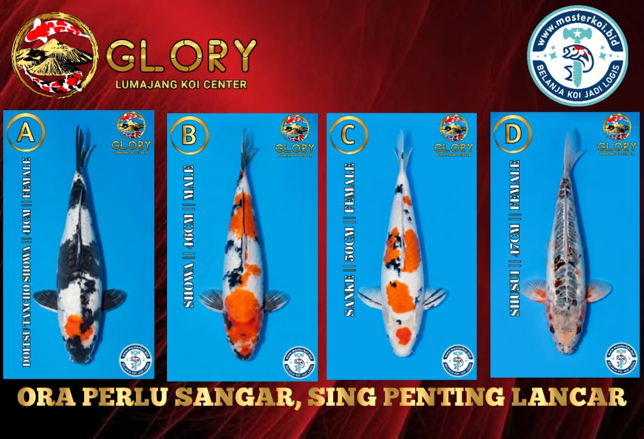 Lelang Koi Online, Jual Beli Ikan Koi, Pasar Koi Terbaik, Agen Lelang Koi, Penawaran Koi Berkualitas, Harga Jual Koi, Lelang Ikan Koi Import, Beli Koi Online, Jual Koi Murah, Koi Showroom, Penjual Koi Terpercaya, Lelang Koi Jakarta, Jual Koi Lokal, Koi Kualitas Unggul, Harga Terbaik Koi, Jual Koi Indukan, Lelang Ikan Hias Koi, Pasar Koi Indonesia, Beli Koi Berkualitas Tinggi, Koi Farm Terbesar, Jual Beli Koi Impor, Lelang Ikan Koi Kualitas Premium, Daftar Harga Koi Terbaru, Pusat Jual Beli Koi, Info Lelang Koi Hari Ini.