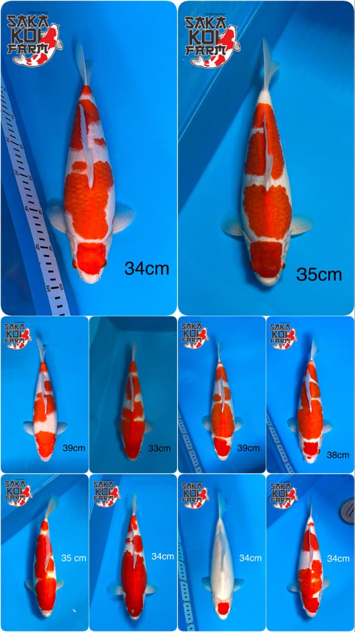 Lelang Koi Online, Jual Beli Ikan Koi, Pasar Koi Terbaik, Agen Lelang Koi, Penawaran Koi Berkualitas, Harga Jual Koi, Lelang Ikan Koi Import, Beli Koi Online, Jual Koi Murah, Koi Showroom, Penjual Koi Terpercaya, Lelang Koi Jakarta, Jual Koi Lokal, Koi Kualitas Unggul, Harga Terbaik Koi, Jual Koi Indukan, Lelang Ikan Hias Koi, Pasar Koi Indonesia, Beli Koi Berkualitas Tinggi, Koi Farm Terbesar, Jual Beli Koi Impor, Lelang Ikan Koi Kualitas Premium, Daftar Harga Koi Terbaru, Pusat Jual Beli Koi, Info Lelang Koi Hari Ini.