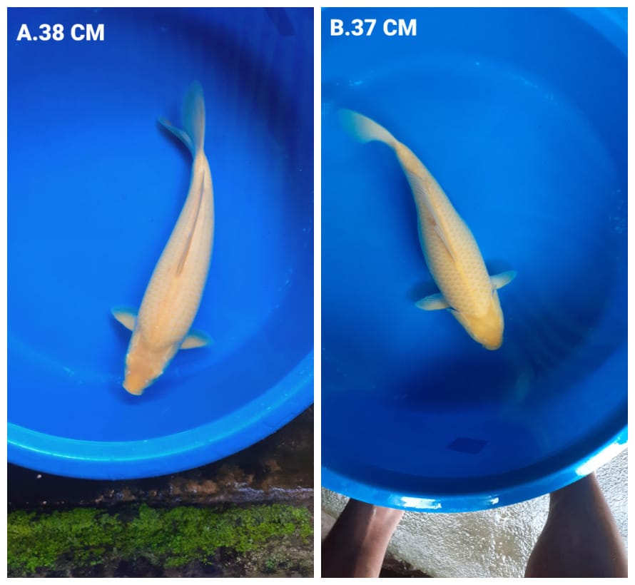 Lelang Koi Online, Jual Beli Ikan Koi, Pasar Koi Terbaik, Agen Lelang Koi, Penawaran Koi Berkualitas, Harga Jual Koi, Lelang Ikan Koi Import, Beli Koi Online, Jual Koi Murah, Koi Showroom, Penjual Koi Terpercaya, Lelang Koi Jakarta, Jual Koi Lokal, Koi Kualitas Unggul, Harga Terbaik Koi, Jual Koi Indukan, Lelang Ikan Hias Koi, Pasar Koi Indonesia, Beli Koi Berkualitas Tinggi, Koi Farm Terbesar, Jual Beli Koi Impor, Lelang Ikan Koi Kualitas Premium, Daftar Harga Koi Terbaru, Pusat Jual Beli Koi, Info Lelang Koi Hari Ini.