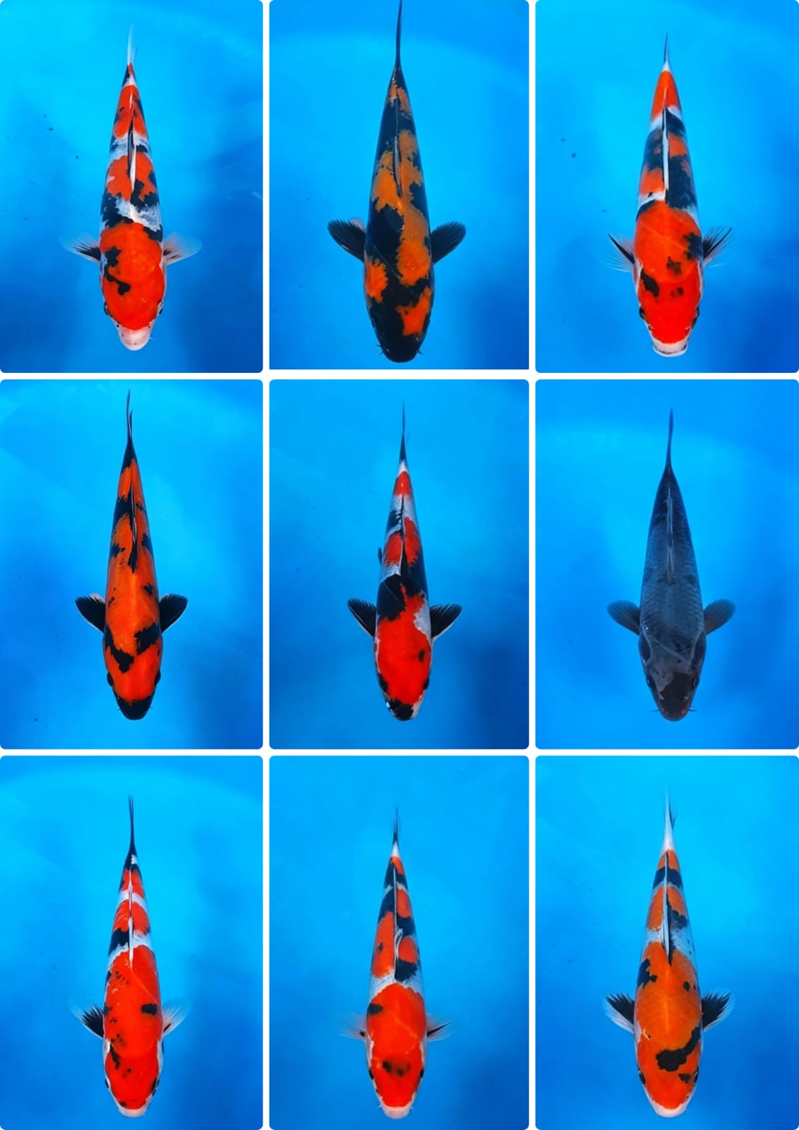 Lelang Koi Online, Jual Beli Ikan Koi, Pasar Koi Terbaik, Agen Lelang Koi, Penawaran Koi Berkualitas, Harga Jual Koi, Lelang Ikan Koi Import, Beli Koi Online, Jual Koi Murah, Koi Showroom, Penjual Koi Terpercaya, Lelang Koi Jakarta, Jual Koi Lokal, Koi Kualitas Unggul, Harga Terbaik Koi, Jual Koi Indukan, Lelang Ikan Hias Koi, Pasar Koi Indonesia, Beli Koi Berkualitas Tinggi, Koi Farm Terbesar, Jual Beli Koi Impor, Lelang Ikan Koi Kualitas Premium, Daftar Harga Koi Terbaru, Pusat Jual Beli Koi, Info Lelang Koi Hari Ini.