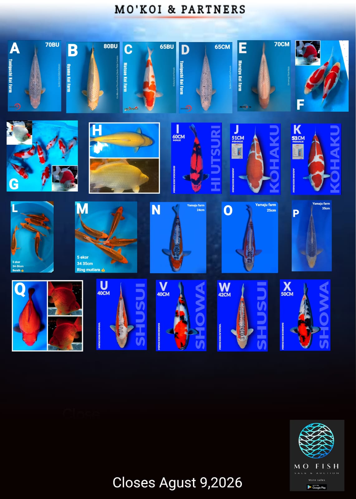 Lelang Koi Online, Jual Beli Ikan Koi, Pasar Koi Terbaik, Agen Lelang Koi, Penawaran Koi Berkualitas, Harga Jual Koi, Lelang Ikan Koi Import, Beli Koi Online, Jual Koi Murah, Koi Showroom, Penjual Koi Terpercaya, Lelang Koi Jakarta, Jual Koi Lokal, Koi Kualitas Unggul, Harga Terbaik Koi, Jual Koi Indukan, Lelang Ikan Hias Koi, Pasar Koi Indonesia, Beli Koi Berkualitas Tinggi, Koi Farm Terbesar, Jual Beli Koi Impor, Lelang Ikan Koi Kualitas Premium, Daftar Harga Koi Terbaru, Pusat Jual Beli Koi, Info Lelang Koi Hari Ini.