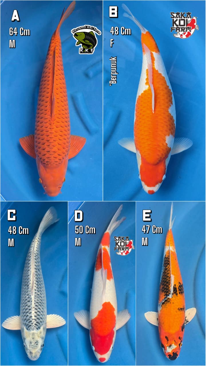 Lelang Koi Online, Jual Beli Ikan Koi, Pasar Koi Terbaik, Agen Lelang Koi, Penawaran Koi Berkualitas, Harga Jual Koi, Lelang Ikan Koi Import, Beli Koi Online, Jual Koi Murah, Koi Showroom, Penjual Koi Terpercaya, Lelang Koi Jakarta, Jual Koi Lokal, Koi Kualitas Unggul, Harga Terbaik Koi, Jual Koi Indukan, Lelang Ikan Hias Koi, Pasar Koi Indonesia, Beli Koi Berkualitas Tinggi, Koi Farm Terbesar, Jual Beli Koi Impor, Lelang Ikan Koi Kualitas Premium, Daftar Harga Koi Terbaru, Pusat Jual Beli Koi, Info Lelang Koi Hari Ini.