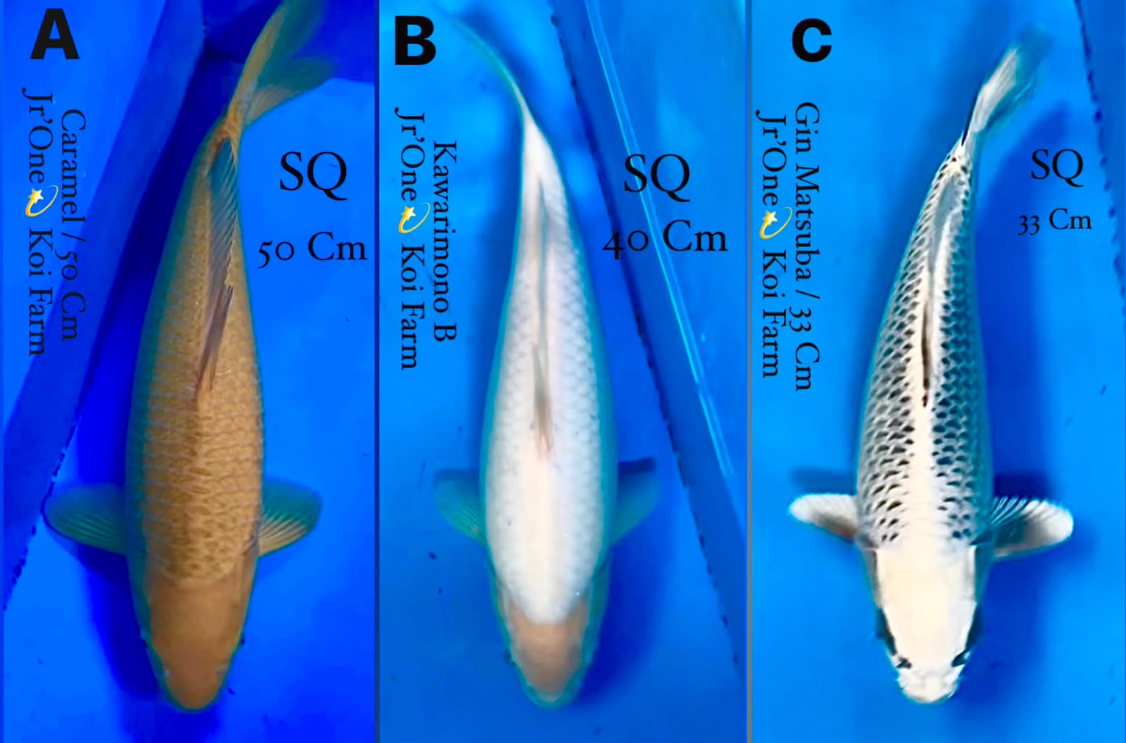 Lelang Koi Online, Jual Beli Ikan Koi, Pasar Koi Terbaik, Agen Lelang Koi, Penawaran Koi Berkualitas, Harga Jual Koi, Lelang Ikan Koi Import, Beli Koi Online, Jual Koi Murah, Koi Showroom, Penjual Koi Terpercaya, Lelang Koi Jakarta, Jual Koi Lokal, Koi Kualitas Unggul, Harga Terbaik Koi, Jual Koi Indukan, Lelang Ikan Hias Koi, Pasar Koi Indonesia, Beli Koi Berkualitas Tinggi, Koi Farm Terbesar, Jual Beli Koi Impor, Lelang Ikan Koi Kualitas Premium, Daftar Harga Koi Terbaru, Pusat Jual Beli Koi, Info Lelang Koi Hari Ini.