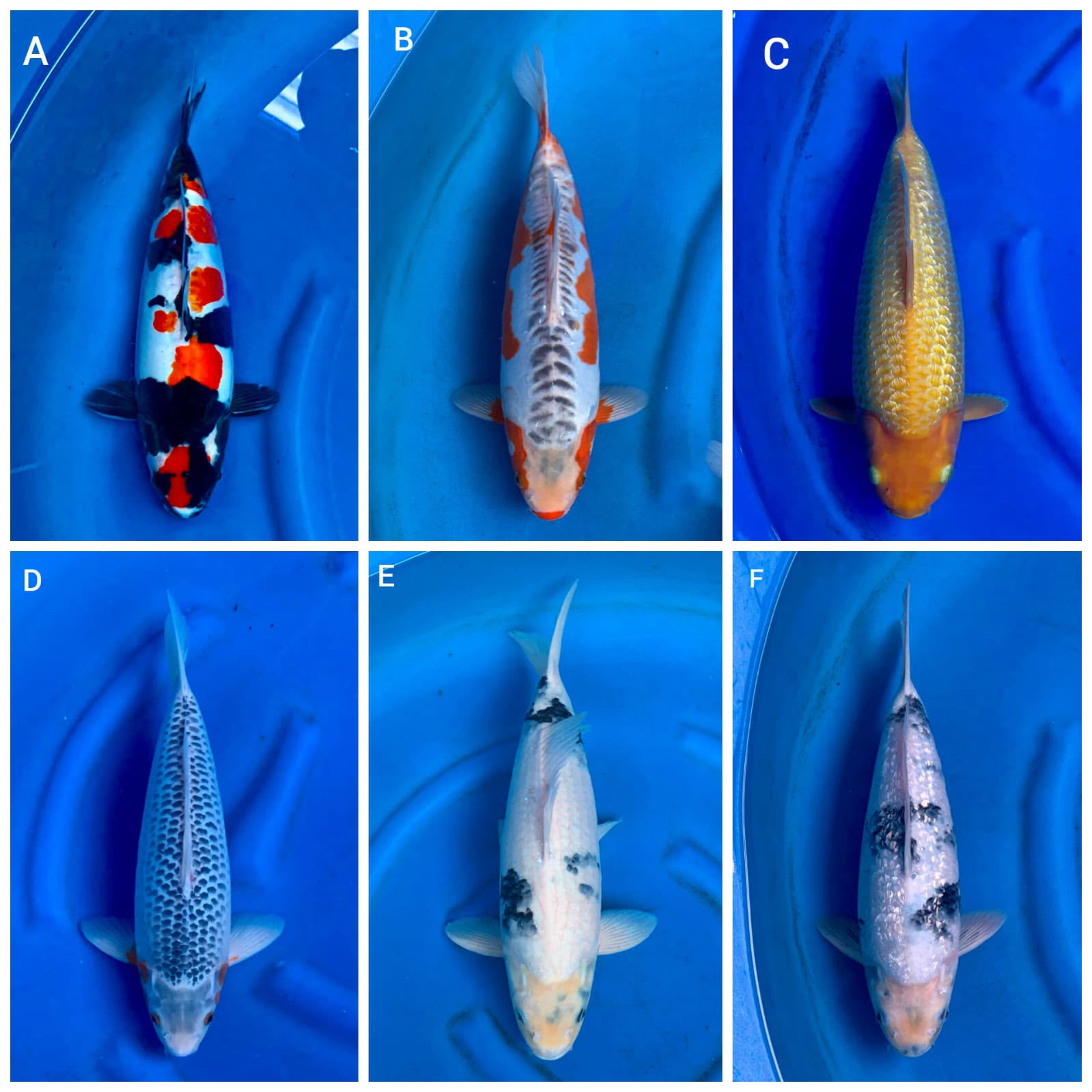 Lelang Koi Online, Jual Beli Ikan Koi, Pasar Koi Terbaik, Agen Lelang Koi, Penawaran Koi Berkualitas, Harga Jual Koi, Lelang Ikan Koi Import, Beli Koi Online, Jual Koi Murah, Koi Showroom, Penjual Koi Terpercaya, Lelang Koi Jakarta, Jual Koi Lokal, Koi Kualitas Unggul, Harga Terbaik Koi, Jual Koi Indukan, Lelang Ikan Hias Koi, Pasar Koi Indonesia, Beli Koi Berkualitas Tinggi, Koi Farm Terbesar, Jual Beli Koi Impor, Lelang Ikan Koi Kualitas Premium, Daftar Harga Koi Terbaru, Pusat Jual Beli Koi, Info Lelang Koi Hari Ini.