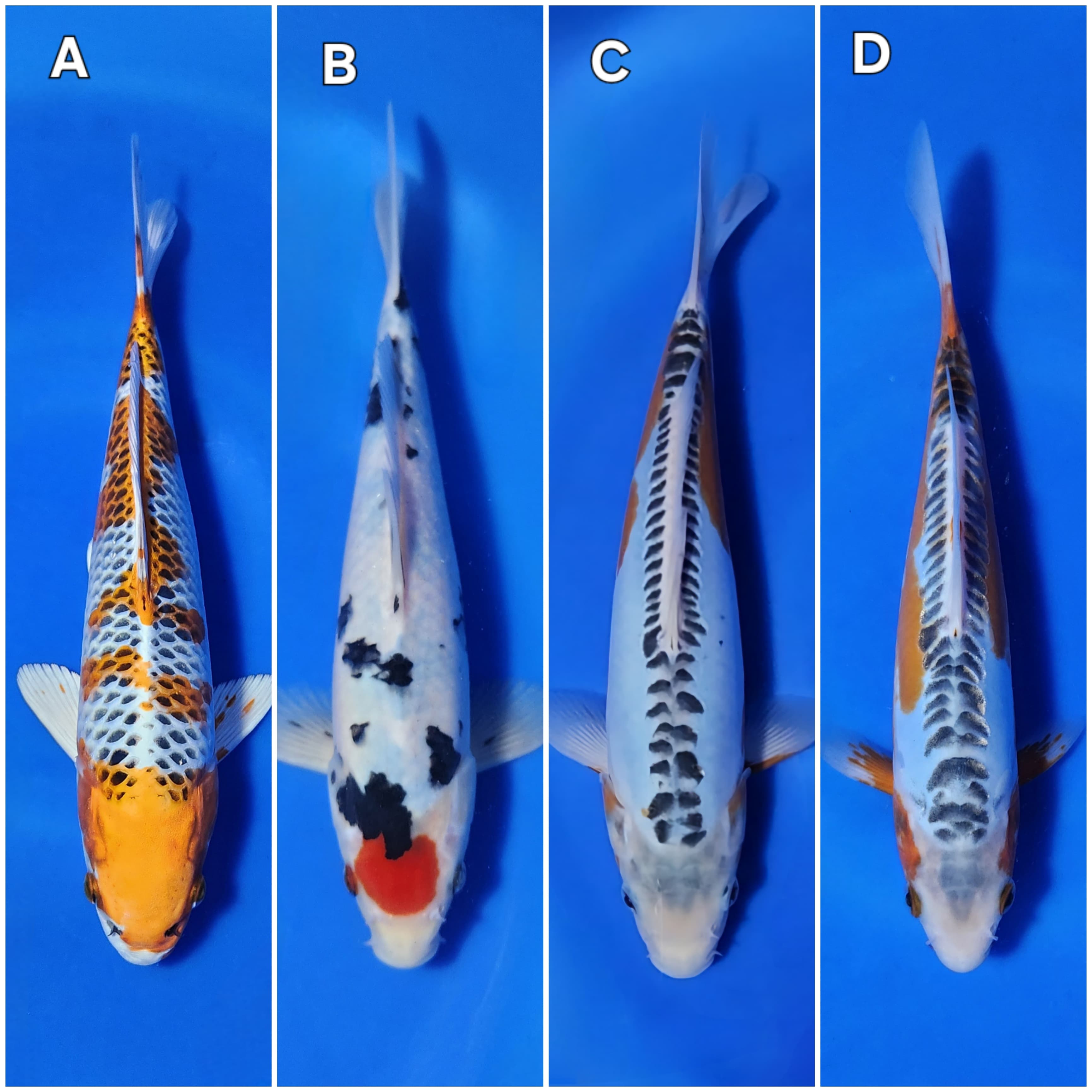 Lelang Koi Online, Jual Beli Ikan Koi, Pasar Koi Terbaik, Agen Lelang Koi, Penawaran Koi Berkualitas, Harga Jual Koi, Lelang Ikan Koi Import, Beli Koi Online, Jual Koi Murah, Koi Showroom, Penjual Koi Terpercaya, Lelang Koi Jakarta, Jual Koi Lokal, Koi Kualitas Unggul, Harga Terbaik Koi, Jual Koi Indukan, Lelang Ikan Hias Koi, Pasar Koi Indonesia, Beli Koi Berkualitas Tinggi, Koi Farm Terbesar, Jual Beli Koi Impor, Lelang Ikan Koi Kualitas Premium, Daftar Harga Koi Terbaru, Pusat Jual Beli Koi, Info Lelang Koi Hari Ini.