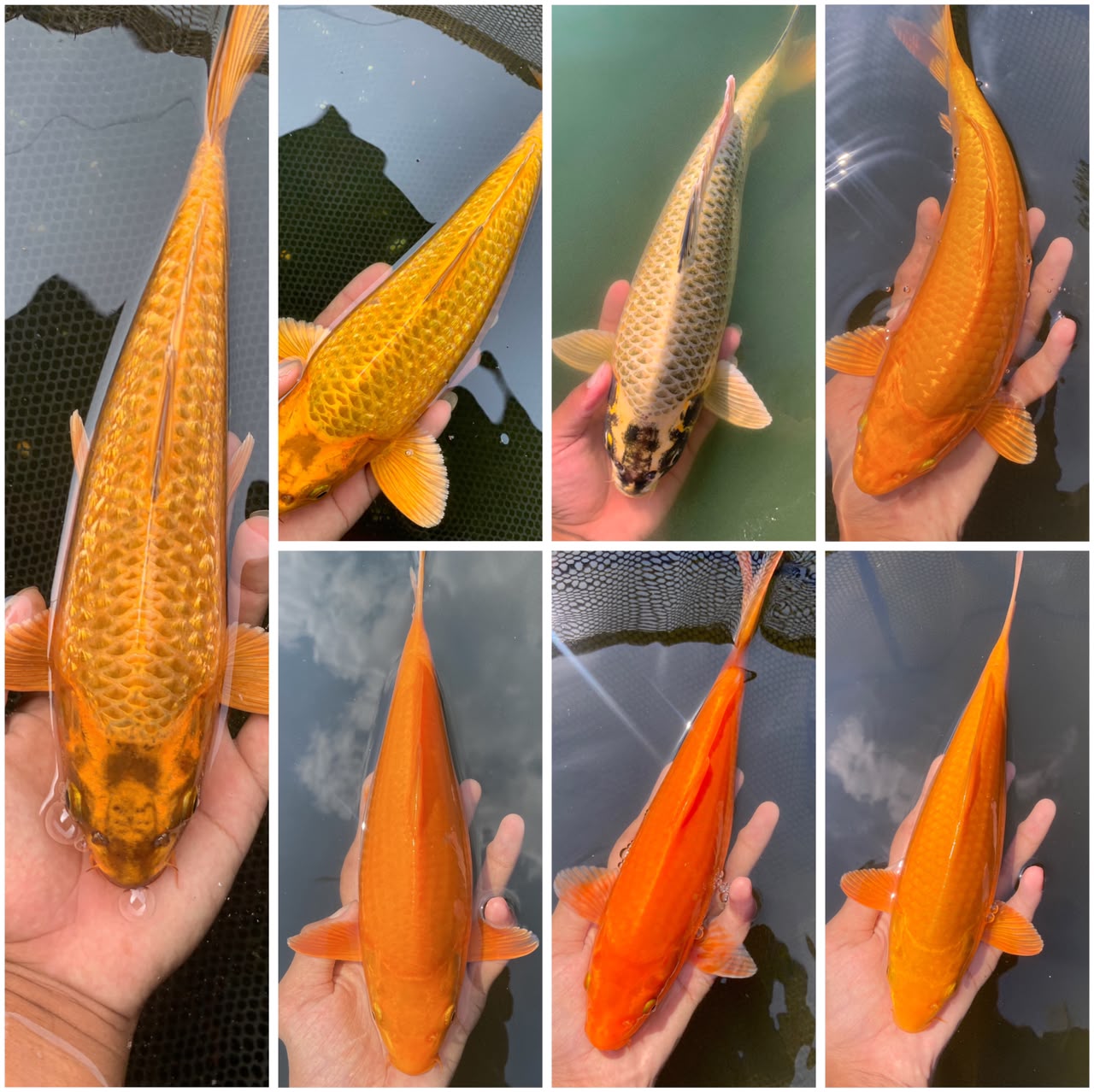Lelang Koi Online, Jual Beli Ikan Koi, Pasar Koi Terbaik, Agen Lelang Koi, Penawaran Koi Berkualitas, Harga Jual Koi, Lelang Ikan Koi Import, Beli Koi Online, Jual Koi Murah, Koi Showroom, Penjual Koi Terpercaya, Lelang Koi Jakarta, Jual Koi Lokal, Koi Kualitas Unggul, Harga Terbaik Koi, Jual Koi Indukan, Lelang Ikan Hias Koi, Pasar Koi Indonesia, Beli Koi Berkualitas Tinggi, Koi Farm Terbesar, Jual Beli Koi Impor, Lelang Ikan Koi Kualitas Premium, Daftar Harga Koi Terbaru, Pusat Jual Beli Koi, Info Lelang Koi Hari Ini.