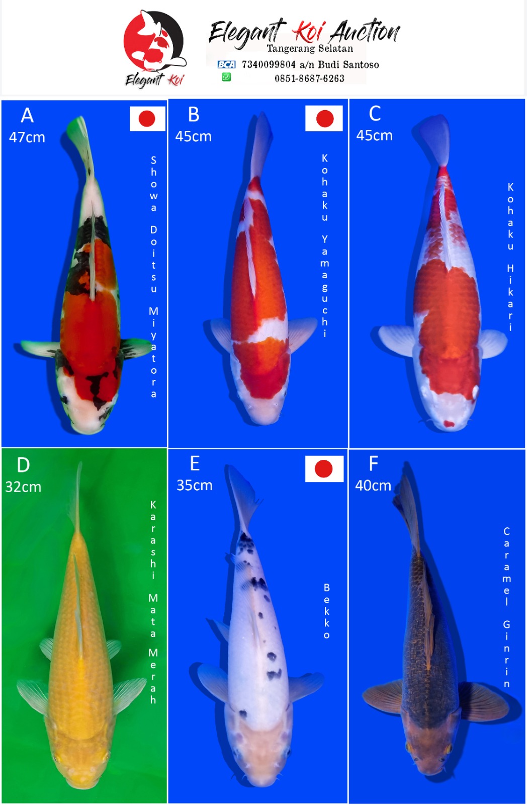 Lelang Koi Online, Jual Beli Ikan Koi, Pasar Koi Terbaik, Agen Lelang Koi, Penawaran Koi Berkualitas, Harga Jual Koi, Lelang Ikan Koi Import, Beli Koi Online, Jual Koi Murah, Koi Showroom, Penjual Koi Terpercaya, Lelang Koi Jakarta, Jual Koi Lokal, Koi Kualitas Unggul, Harga Terbaik Koi, Jual Koi Indukan, Lelang Ikan Hias Koi, Pasar Koi Indonesia, Beli Koi Berkualitas Tinggi, Koi Farm Terbesar, Jual Beli Koi Impor, Lelang Ikan Koi Kualitas Premium, Daftar Harga Koi Terbaru, Pusat Jual Beli Koi, Info Lelang Koi Hari Ini.