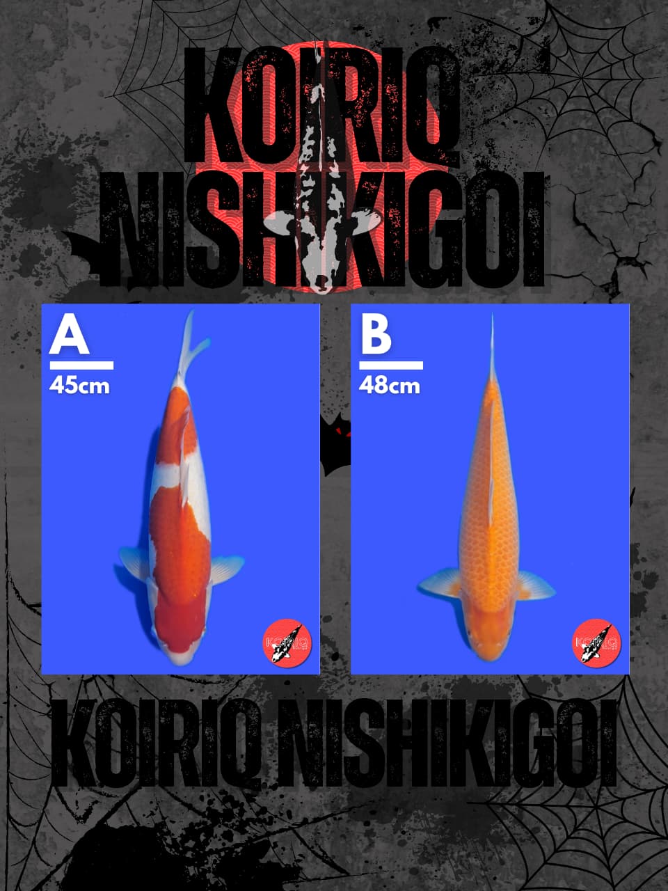 Lelang Koi Online, Jual Beli Ikan Koi, Pasar Koi Terbaik, Agen Lelang Koi, Penawaran Koi Berkualitas, Harga Jual Koi, Lelang Ikan Koi Import, Beli Koi Online, Jual Koi Murah, Koi Showroom, Penjual Koi Terpercaya, Lelang Koi Jakarta, Jual Koi Lokal, Koi Kualitas Unggul, Harga Terbaik Koi, Jual Koi Indukan, Lelang Ikan Hias Koi, Pasar Koi Indonesia, Beli Koi Berkualitas Tinggi, Koi Farm Terbesar, Jual Beli Koi Impor, Lelang Ikan Koi Kualitas Premium, Daftar Harga Koi Terbaru, Pusat Jual Beli Koi, Info Lelang Koi Hari Ini.