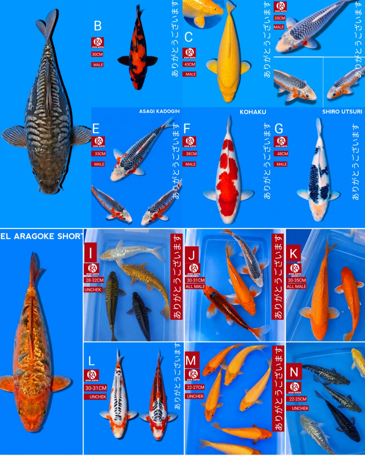 Lelang Koi Online, Jual Beli Ikan Koi, Pasar Koi Terbaik, Agen Lelang Koi, Penawaran Koi Berkualitas, Harga Jual Koi, Lelang Ikan Koi Import, Beli Koi Online, Jual Koi Murah, Koi Showroom, Penjual Koi Terpercaya, Lelang Koi Jakarta, Jual Koi Lokal, Koi Kualitas Unggul, Harga Terbaik Koi, Jual Koi Indukan, Lelang Ikan Hias Koi, Pasar Koi Indonesia, Beli Koi Berkualitas Tinggi, Koi Farm Terbesar, Jual Beli Koi Impor, Lelang Ikan Koi Kualitas Premium, Daftar Harga Koi Terbaru, Pusat Jual Beli Koi, Info Lelang Koi Hari Ini.