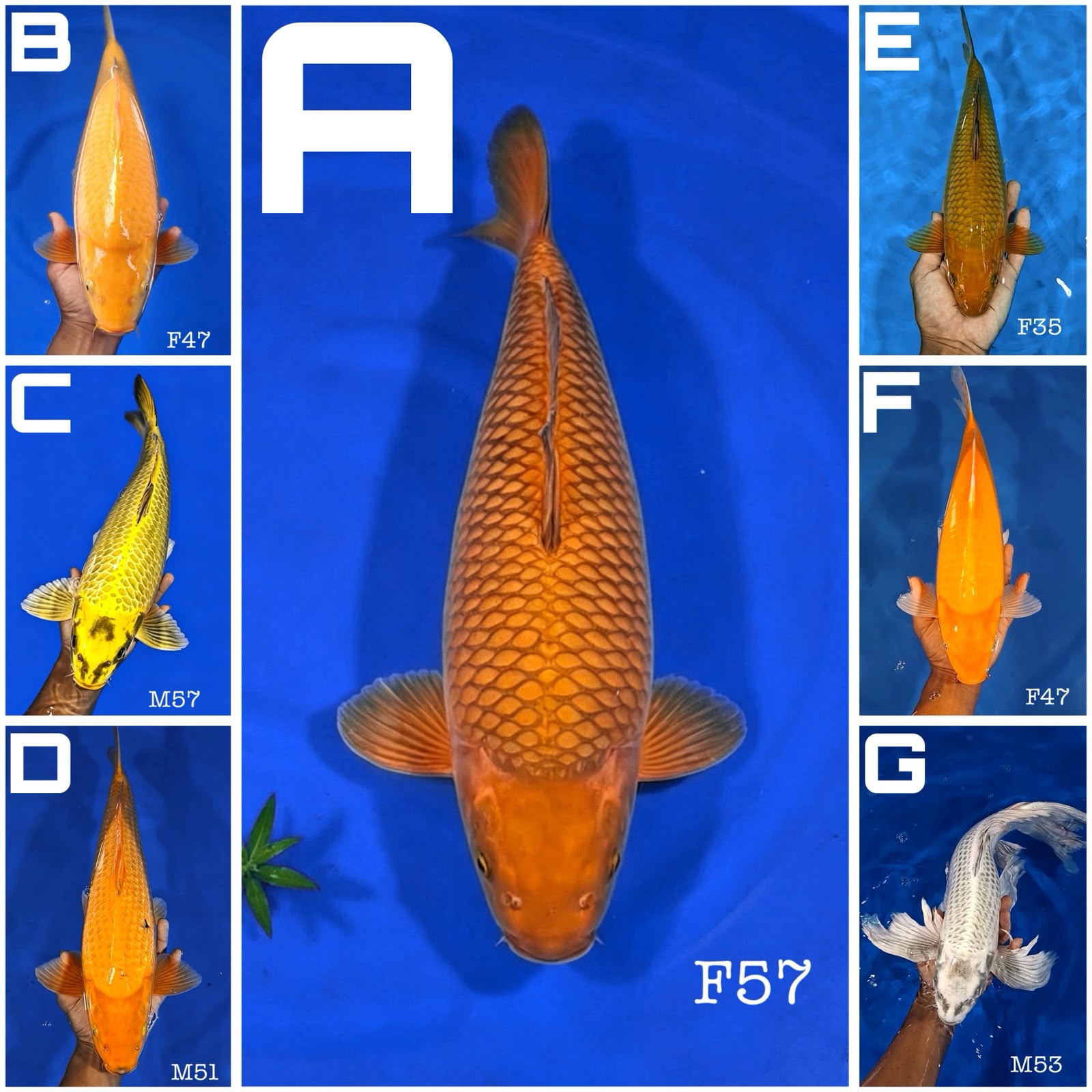 Lelang Koi Online, Jual Beli Ikan Koi, Pasar Koi Terbaik, Agen Lelang Koi, Penawaran Koi Berkualitas, Harga Jual Koi, Lelang Ikan Koi Import, Beli Koi Online, Jual Koi Murah, Koi Showroom, Penjual Koi Terpercaya, Lelang Koi Jakarta, Jual Koi Lokal, Koi Kualitas Unggul, Harga Terbaik Koi, Jual Koi Indukan, Lelang Ikan Hias Koi, Pasar Koi Indonesia, Beli Koi Berkualitas Tinggi, Koi Farm Terbesar, Jual Beli Koi Impor, Lelang Ikan Koi Kualitas Premium, Daftar Harga Koi Terbaru, Pusat Jual Beli Koi, Info Lelang Koi Hari Ini.