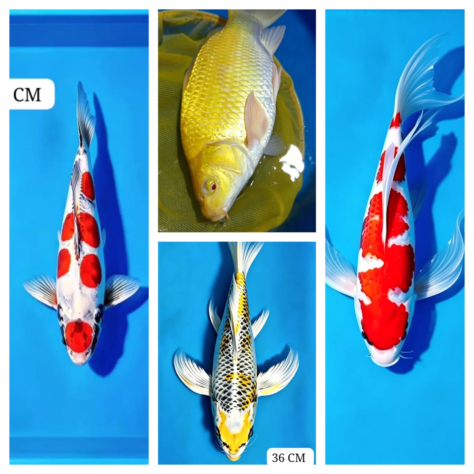 Lelang Koi Online, Jual Beli Ikan Koi, Pasar Koi Terbaik, Agen Lelang Koi, Penawaran Koi Berkualitas, Harga Jual Koi, Lelang Ikan Koi Import, Beli Koi Online, Jual Koi Murah, Koi Showroom, Penjual Koi Terpercaya, Lelang Koi Jakarta, Jual Koi Lokal, Koi Kualitas Unggul, Harga Terbaik Koi, Jual Koi Indukan, Lelang Ikan Hias Koi, Pasar Koi Indonesia, Beli Koi Berkualitas Tinggi, Koi Farm Terbesar, Jual Beli Koi Impor, Lelang Ikan Koi Kualitas Premium, Daftar Harga Koi Terbaru, Pusat Jual Beli Koi, Info Lelang Koi Hari Ini.