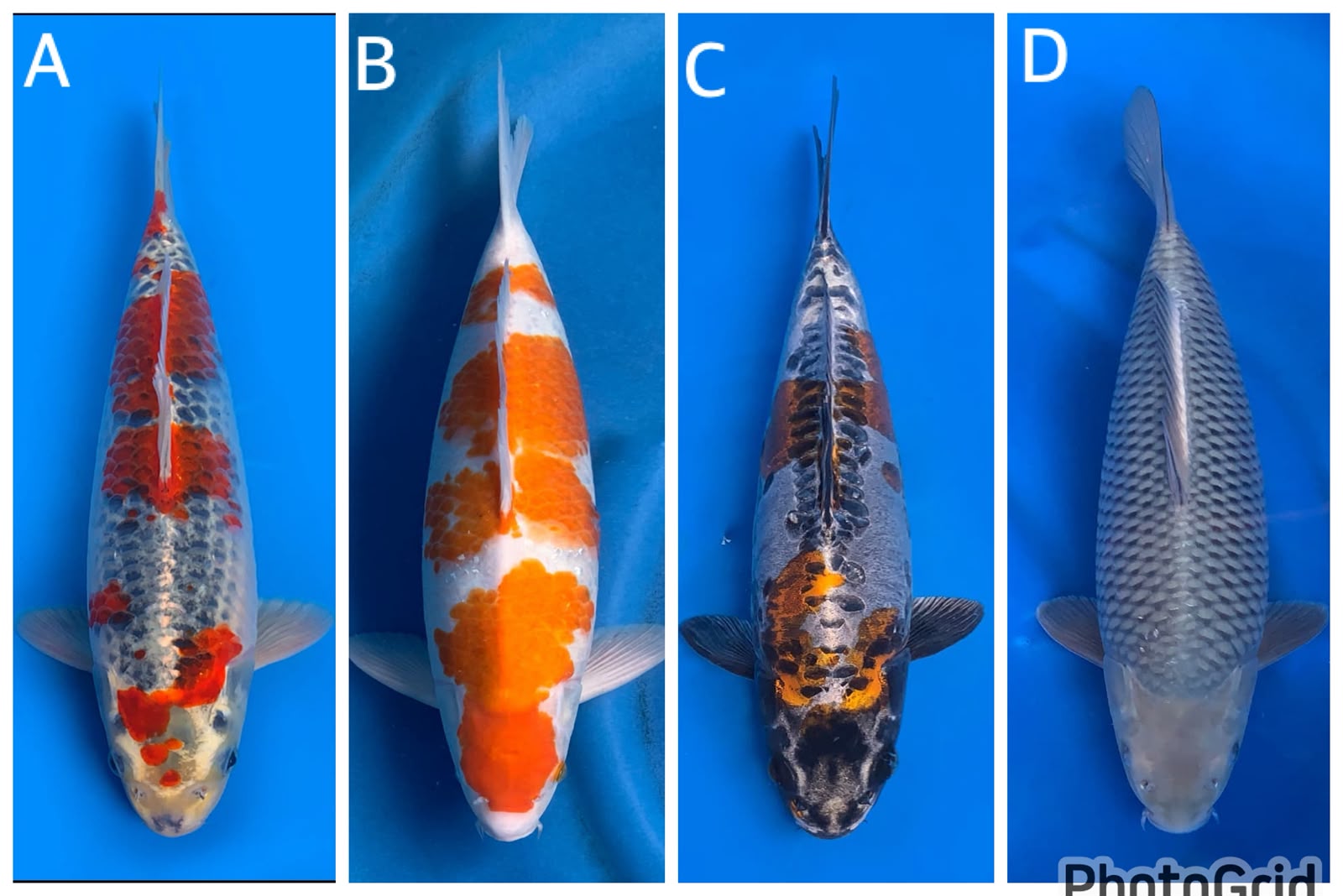 Lelang Koi Online, Jual Beli Ikan Koi, Pasar Koi Terbaik, Agen Lelang Koi, Penawaran Koi Berkualitas, Harga Jual Koi, Lelang Ikan Koi Import, Beli Koi Online, Jual Koi Murah, Koi Showroom, Penjual Koi Terpercaya, Lelang Koi Jakarta, Jual Koi Lokal, Koi Kualitas Unggul, Harga Terbaik Koi, Jual Koi Indukan, Lelang Ikan Hias Koi, Pasar Koi Indonesia, Beli Koi Berkualitas Tinggi, Koi Farm Terbesar, Jual Beli Koi Impor, Lelang Ikan Koi Kualitas Premium, Daftar Harga Koi Terbaru, Pusat Jual Beli Koi, Info Lelang Koi Hari Ini.