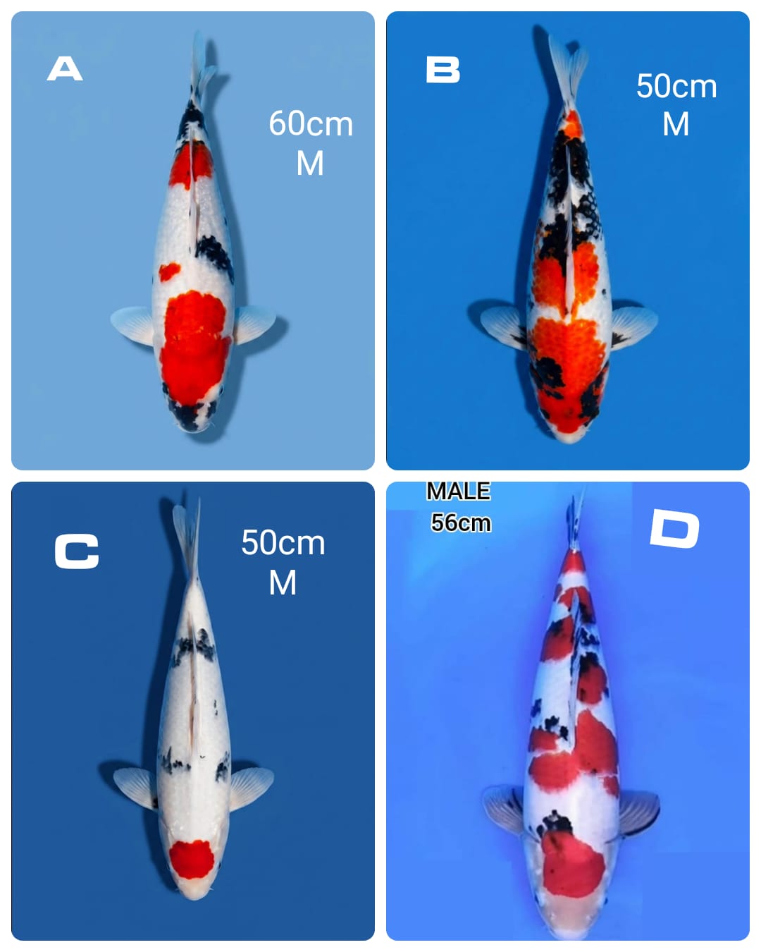 Lelang Koi Online, Jual Beli Ikan Koi, Pasar Koi Terbaik, Agen Lelang Koi, Penawaran Koi Berkualitas, Harga Jual Koi, Lelang Ikan Koi Import, Beli Koi Online, Jual Koi Murah, Koi Showroom, Penjual Koi Terpercaya, Lelang Koi Jakarta, Jual Koi Lokal, Koi Kualitas Unggul, Harga Terbaik Koi, Jual Koi Indukan, Lelang Ikan Hias Koi, Pasar Koi Indonesia, Beli Koi Berkualitas Tinggi, Koi Farm Terbesar, Jual Beli Koi Impor, Lelang Ikan Koi Kualitas Premium, Daftar Harga Koi Terbaru, Pusat Jual Beli Koi, Info Lelang Koi Hari Ini.