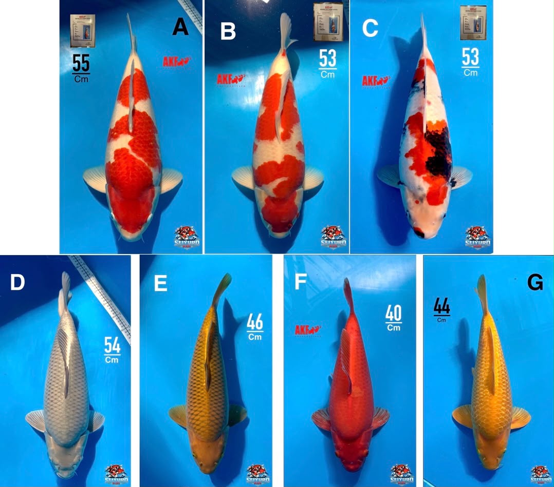 Lelang Koi Online, Jual Beli Ikan Koi, Pasar Koi Terbaik, Agen Lelang Koi, Penawaran Koi Berkualitas, Harga Jual Koi, Lelang Ikan Koi Import, Beli Koi Online, Jual Koi Murah, Koi Showroom, Penjual Koi Terpercaya, Lelang Koi Jakarta, Jual Koi Lokal, Koi Kualitas Unggul, Harga Terbaik Koi, Jual Koi Indukan, Lelang Ikan Hias Koi, Pasar Koi Indonesia, Beli Koi Berkualitas Tinggi, Koi Farm Terbesar, Jual Beli Koi Impor, Lelang Ikan Koi Kualitas Premium, Daftar Harga Koi Terbaru, Pusat Jual Beli Koi, Info Lelang Koi Hari Ini.
