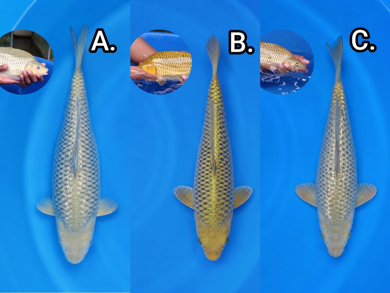 Lelang Koi Online, Jual Beli Ikan Koi, Pasar Koi Terbaik, Agen Lelang Koi, Penawaran Koi Berkualitas, Harga Jual Koi, Lelang Ikan Koi Import, Beli Koi Online, Jual Koi Murah, Koi Showroom, Penjual Koi Terpercaya, Lelang Koi Jakarta, Jual Koi Lokal, Koi Kualitas Unggul, Harga Terbaik Koi, Jual Koi Indukan, Lelang Ikan Hias Koi, Pasar Koi Indonesia, Beli Koi Berkualitas Tinggi, Koi Farm Terbesar, Jual Beli Koi Impor, Lelang Ikan Koi Kualitas Premium, Daftar Harga Koi Terbaru, Pusat Jual Beli Koi, Info Lelang Koi Hari Ini.