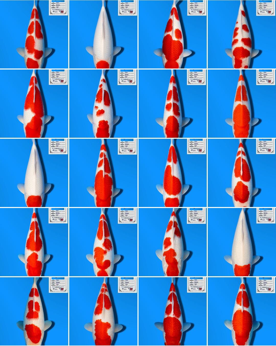 Lelang Koi Online, Jual Beli Ikan Koi, Pasar Koi Terbaik, Agen Lelang Koi, Penawaran Koi Berkualitas, Harga Jual Koi, Lelang Ikan Koi Import, Beli Koi Online, Jual Koi Murah, Koi Showroom, Penjual Koi Terpercaya, Lelang Koi Jakarta, Jual Koi Lokal, Koi Kualitas Unggul, Harga Terbaik Koi, Jual Koi Indukan, Lelang Ikan Hias Koi, Pasar Koi Indonesia, Beli Koi Berkualitas Tinggi, Koi Farm Terbesar, Jual Beli Koi Impor, Lelang Ikan Koi Kualitas Premium, Daftar Harga Koi Terbaru, Pusat Jual Beli Koi, Info Lelang Koi Hari Ini.