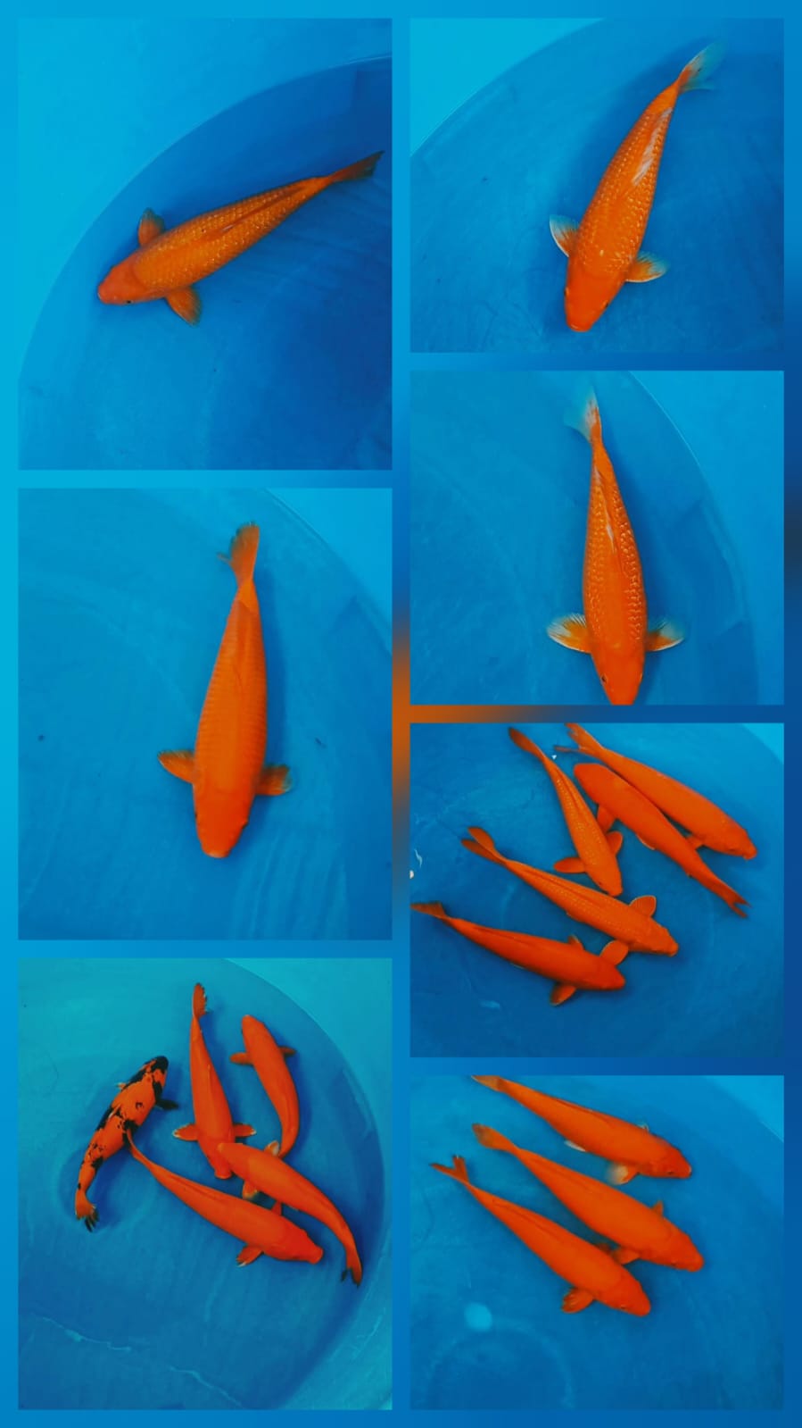 Lelang Koi Online, Jual Beli Ikan Koi, Pasar Koi Terbaik, Agen Lelang Koi, Penawaran Koi Berkualitas, Harga Jual Koi, Lelang Ikan Koi Import, Beli Koi Online, Jual Koi Murah, Koi Showroom, Penjual Koi Terpercaya, Lelang Koi Jakarta, Jual Koi Lokal, Koi Kualitas Unggul, Harga Terbaik Koi, Jual Koi Indukan, Lelang Ikan Hias Koi, Pasar Koi Indonesia, Beli Koi Berkualitas Tinggi, Koi Farm Terbesar, Jual Beli Koi Impor, Lelang Ikan Koi Kualitas Premium, Daftar Harga Koi Terbaru, Pusat Jual Beli Koi, Info Lelang Koi Hari Ini.