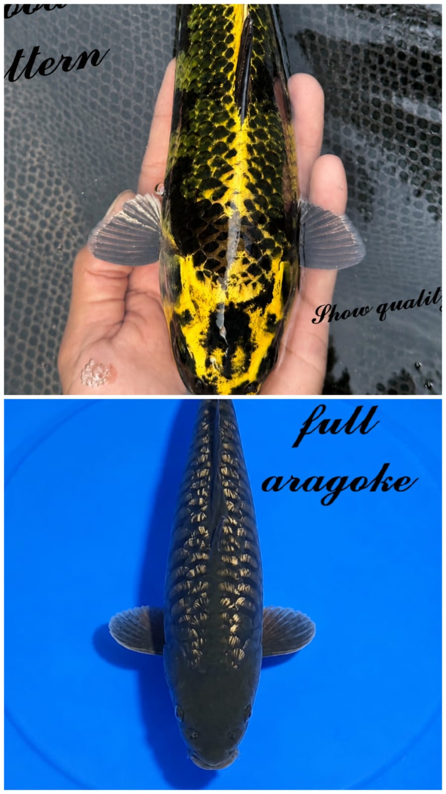 Lelang Koi Online, Jual Beli Ikan Koi, Pasar Koi Terbaik, Agen Lelang Koi, Penawaran Koi Berkualitas, Harga Jual Koi, Lelang Ikan Koi Import, Beli Koi Online, Jual Koi Murah, Koi Showroom, Penjual Koi Terpercaya, Lelang Koi Jakarta, Jual Koi Lokal, Koi Kualitas Unggul, Harga Terbaik Koi, Jual Koi Indukan, Lelang Ikan Hias Koi, Pasar Koi Indonesia, Beli Koi Berkualitas Tinggi, Koi Farm Terbesar, Jual Beli Koi Impor, Lelang Ikan Koi Kualitas Premium, Daftar Harga Koi Terbaru, Pusat Jual Beli Koi, Info Lelang Koi Hari Ini.