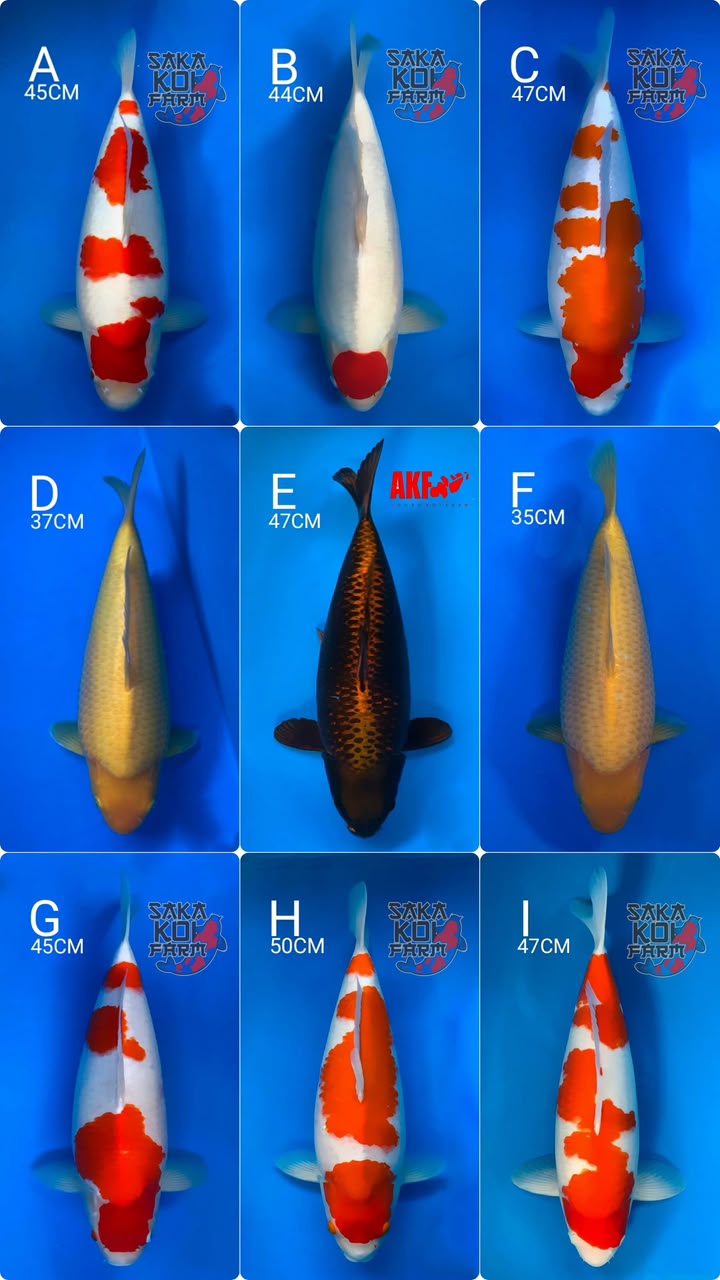 Lelang Koi Online, Jual Beli Ikan Koi, Pasar Koi Terbaik, Agen Lelang Koi, Penawaran Koi Berkualitas, Harga Jual Koi, Lelang Ikan Koi Import, Beli Koi Online, Jual Koi Murah, Koi Showroom, Penjual Koi Terpercaya, Lelang Koi Jakarta, Jual Koi Lokal, Koi Kualitas Unggul, Harga Terbaik Koi, Jual Koi Indukan, Lelang Ikan Hias Koi, Pasar Koi Indonesia, Beli Koi Berkualitas Tinggi, Koi Farm Terbesar, Jual Beli Koi Impor, Lelang Ikan Koi Kualitas Premium, Daftar Harga Koi Terbaru, Pusat Jual Beli Koi, Info Lelang Koi Hari Ini.