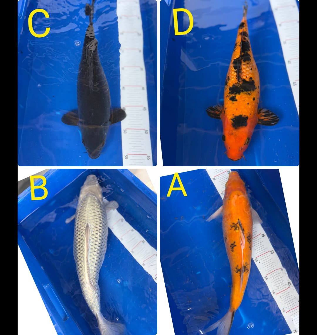 Lelang Koi Online, Jual Beli Ikan Koi, Pasar Koi Terbaik, Agen Lelang Koi, Penawaran Koi Berkualitas, Harga Jual Koi, Lelang Ikan Koi Import, Beli Koi Online, Jual Koi Murah, Koi Showroom, Penjual Koi Terpercaya, Lelang Koi Jakarta, Jual Koi Lokal, Koi Kualitas Unggul, Harga Terbaik Koi, Jual Koi Indukan, Lelang Ikan Hias Koi, Pasar Koi Indonesia, Beli Koi Berkualitas Tinggi, Koi Farm Terbesar, Jual Beli Koi Impor, Lelang Ikan Koi Kualitas Premium, Daftar Harga Koi Terbaru, Pusat Jual Beli Koi, Info Lelang Koi Hari Ini.