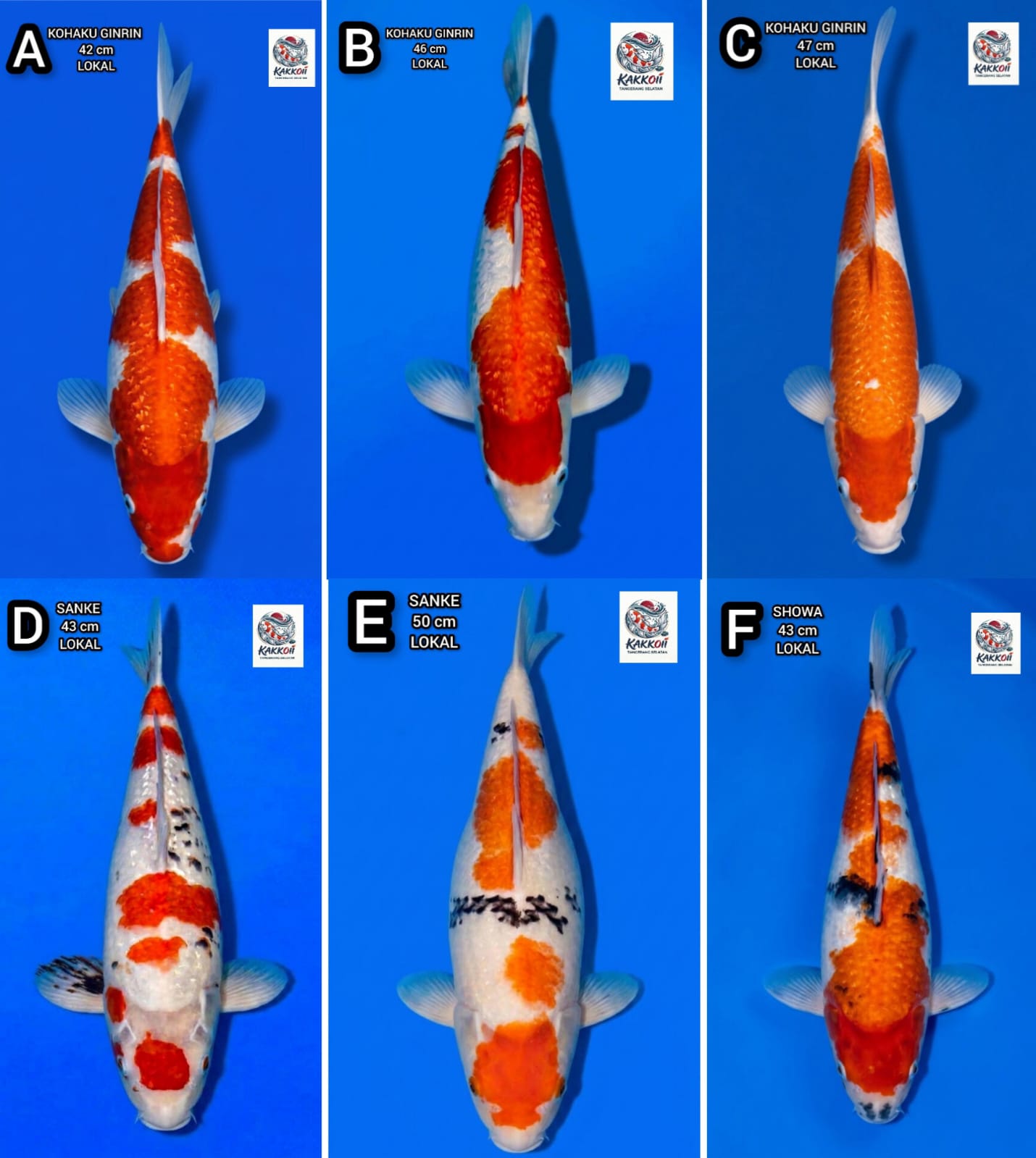 Lelang Koi Online, Jual Beli Ikan Koi, Pasar Koi Terbaik, Agen Lelang Koi, Penawaran Koi Berkualitas, Harga Jual Koi, Lelang Ikan Koi Import, Beli Koi Online, Jual Koi Murah, Koi Showroom, Penjual Koi Terpercaya, Lelang Koi Jakarta, Jual Koi Lokal, Koi Kualitas Unggul, Harga Terbaik Koi, Jual Koi Indukan, Lelang Ikan Hias Koi, Pasar Koi Indonesia, Beli Koi Berkualitas Tinggi, Koi Farm Terbesar, Jual Beli Koi Impor, Lelang Ikan Koi Kualitas Premium, Daftar Harga Koi Terbaru, Pusat Jual Beli Koi, Info Lelang Koi Hari Ini.