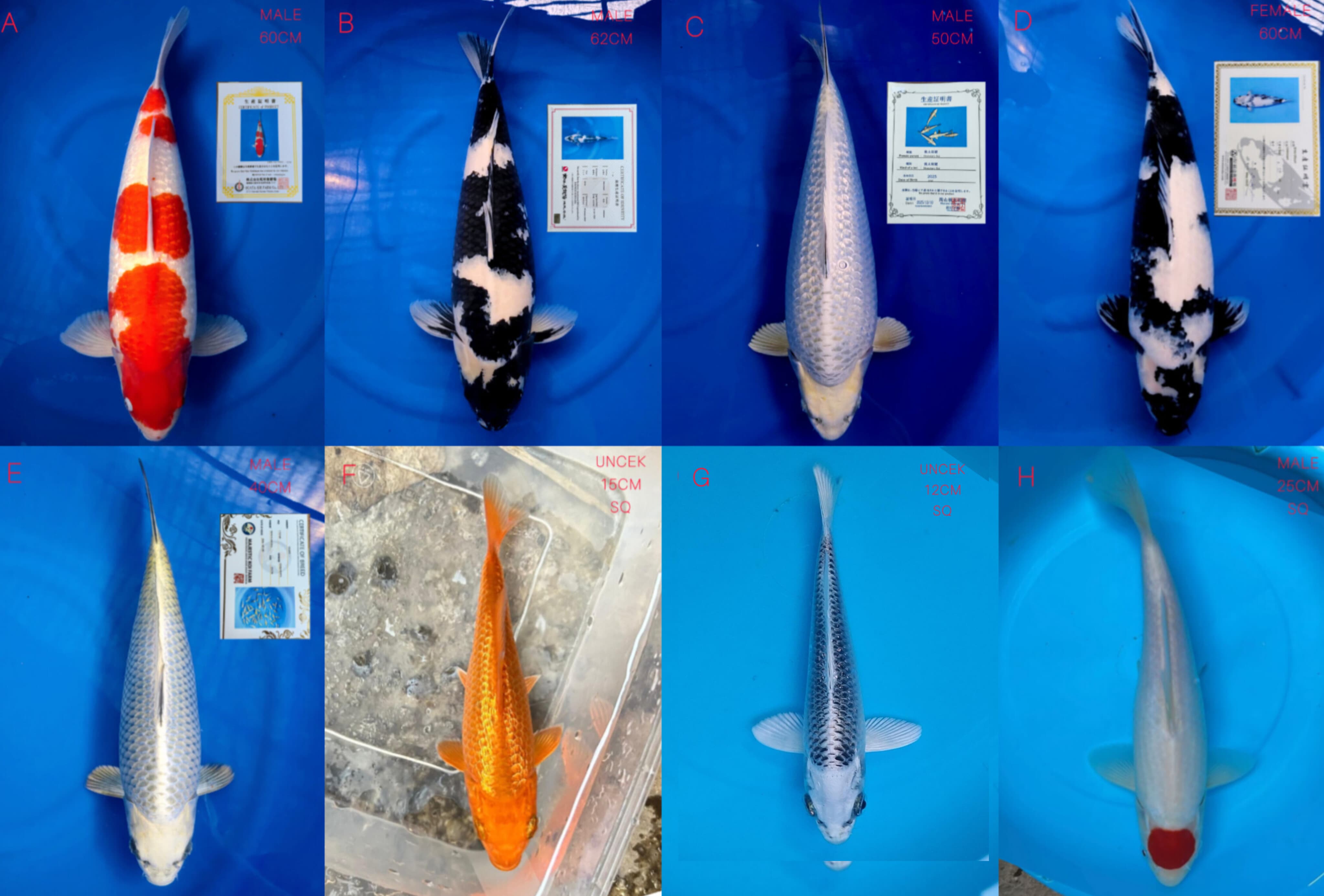 Lelang Koi Online, Jual Beli Ikan Koi, Pasar Koi Terbaik, Agen Lelang Koi, Penawaran Koi Berkualitas, Harga Jual Koi, Lelang Ikan Koi Import, Beli Koi Online, Jual Koi Murah, Koi Showroom, Penjual Koi Terpercaya, Lelang Koi Jakarta, Jual Koi Lokal, Koi Kualitas Unggul, Harga Terbaik Koi, Jual Koi Indukan, Lelang Ikan Hias Koi, Pasar Koi Indonesia, Beli Koi Berkualitas Tinggi, Koi Farm Terbesar, Jual Beli Koi Impor, Lelang Ikan Koi Kualitas Premium, Daftar Harga Koi Terbaru, Pusat Jual Beli Koi, Info Lelang Koi Hari Ini.