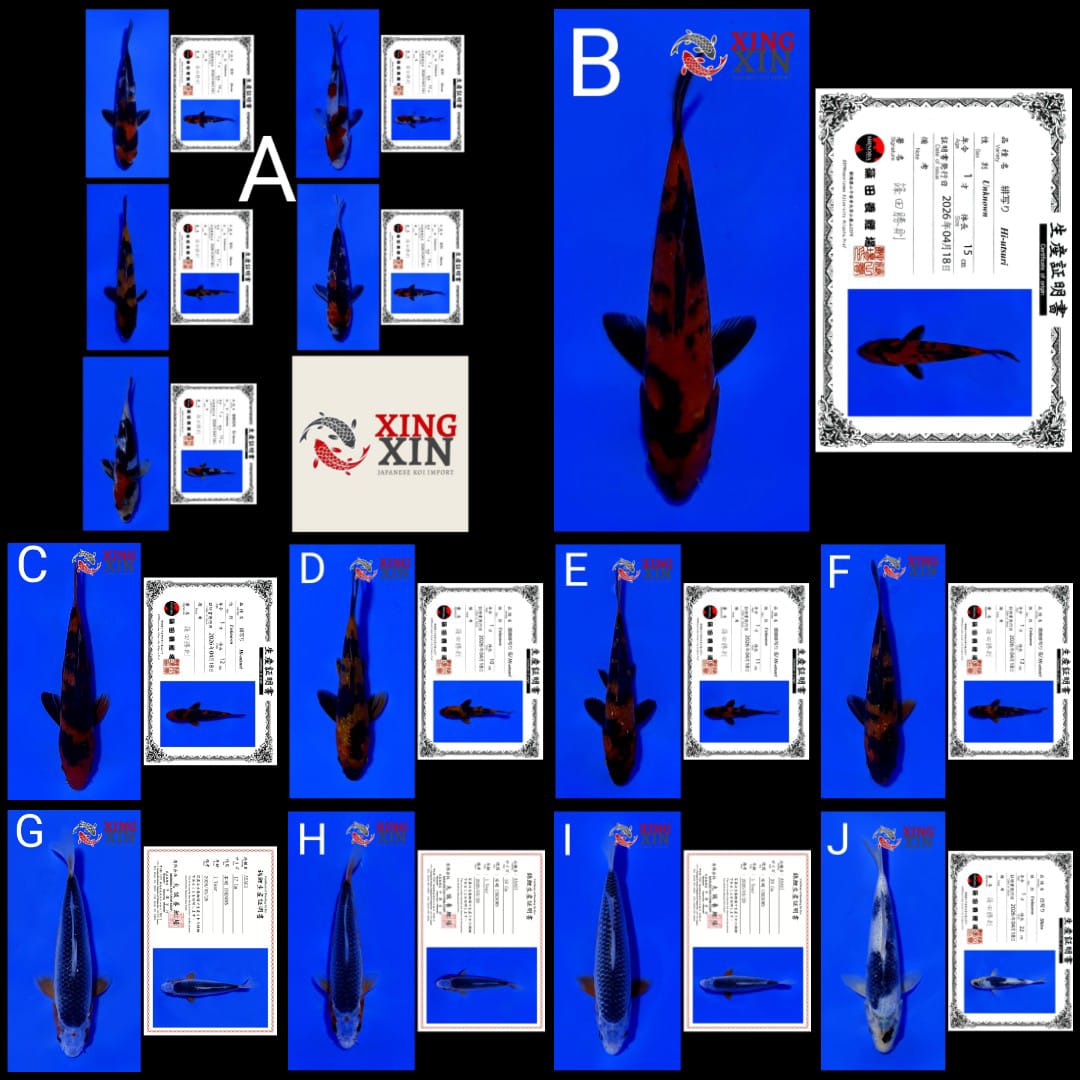 Lelang Koi Online, Jual Beli Ikan Koi, Pasar Koi Terbaik, Agen Lelang Koi, Penawaran Koi Berkualitas, Harga Jual Koi, Lelang Ikan Koi Import, Beli Koi Online, Jual Koi Murah, Koi Showroom, Penjual Koi Terpercaya, Lelang Koi Jakarta, Jual Koi Lokal, Koi Kualitas Unggul, Harga Terbaik Koi, Jual Koi Indukan, Lelang Ikan Hias Koi, Pasar Koi Indonesia, Beli Koi Berkualitas Tinggi, Koi Farm Terbesar, Jual Beli Koi Impor, Lelang Ikan Koi Kualitas Premium, Daftar Harga Koi Terbaru, Pusat Jual Beli Koi, Info Lelang Koi Hari Ini.