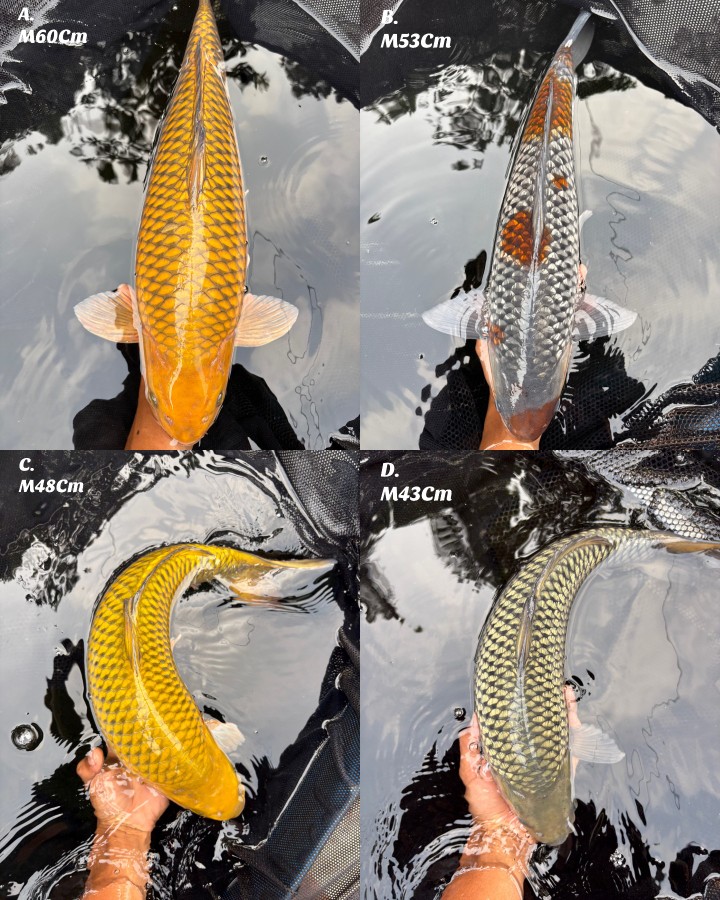 Lelang Koi Online, Jual Beli Ikan Koi, Pasar Koi Terbaik, Agen Lelang Koi, Penawaran Koi Berkualitas, Harga Jual Koi, Lelang Ikan Koi Import, Beli Koi Online, Jual Koi Murah, Koi Showroom, Penjual Koi Terpercaya, Lelang Koi Jakarta, Jual Koi Lokal, Koi Kualitas Unggul, Harga Terbaik Koi, Jual Koi Indukan, Lelang Ikan Hias Koi, Pasar Koi Indonesia, Beli Koi Berkualitas Tinggi, Koi Farm Terbesar, Jual Beli Koi Impor, Lelang Ikan Koi Kualitas Premium, Daftar Harga Koi Terbaru, Pusat Jual Beli Koi, Info Lelang Koi Hari Ini.