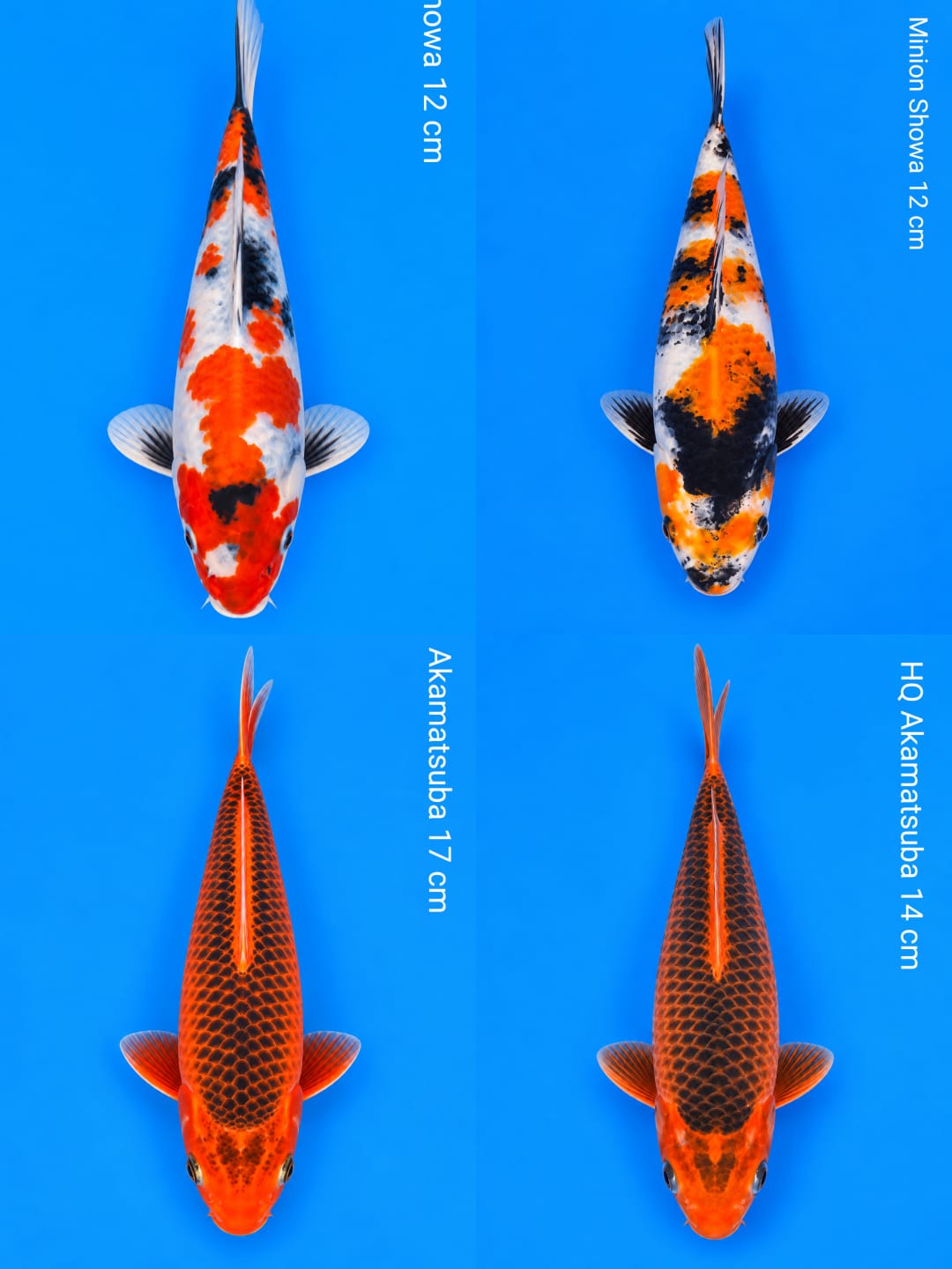 Lelang Koi Online, Jual Beli Ikan Koi, Pasar Koi Terbaik, Agen Lelang Koi, Penawaran Koi Berkualitas, Harga Jual Koi, Lelang Ikan Koi Import, Beli Koi Online, Jual Koi Murah, Koi Showroom, Penjual Koi Terpercaya, Lelang Koi Jakarta, Jual Koi Lokal, Koi Kualitas Unggul, Harga Terbaik Koi, Jual Koi Indukan, Lelang Ikan Hias Koi, Pasar Koi Indonesia, Beli Koi Berkualitas Tinggi, Koi Farm Terbesar, Jual Beli Koi Impor, Lelang Ikan Koi Kualitas Premium, Daftar Harga Koi Terbaru, Pusat Jual Beli Koi, Info Lelang Koi Hari Ini.