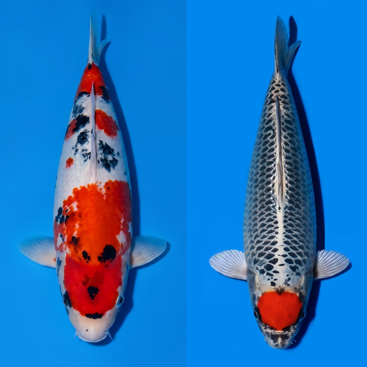 Lelang Koi Online, Jual Beli Ikan Koi, Pasar Koi Terbaik, Agen Lelang Koi, Penawaran Koi Berkualitas, Harga Jual Koi, Lelang Ikan Koi Import, Beli Koi Online, Jual Koi Murah, Koi Showroom, Penjual Koi Terpercaya, Lelang Koi Jakarta, Jual Koi Lokal, Koi Kualitas Unggul, Harga Terbaik Koi, Jual Koi Indukan, Lelang Ikan Hias Koi, Pasar Koi Indonesia, Beli Koi Berkualitas Tinggi, Koi Farm Terbesar, Jual Beli Koi Impor, Lelang Ikan Koi Kualitas Premium, Daftar Harga Koi Terbaru, Pusat Jual Beli Koi, Info Lelang Koi Hari Ini.