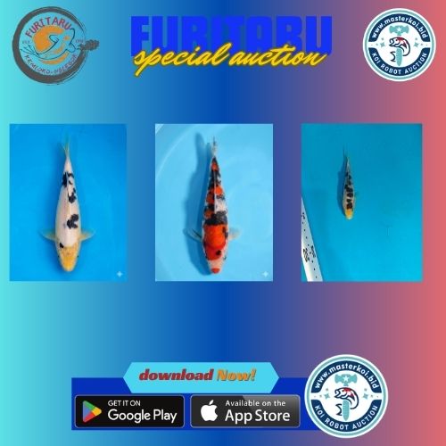 Lelang Koi Online, Jual Beli Ikan Koi, Pasar Koi Terbaik, Agen Lelang Koi, Penawaran Koi Berkualitas, Harga Jual Koi, Lelang Ikan Koi Import, Beli Koi Online, Jual Koi Murah, Koi Showroom, Penjual Koi Terpercaya, Lelang Koi Jakarta, Jual Koi Lokal, Koi Kualitas Unggul, Harga Terbaik Koi, Jual Koi Indukan, Lelang Ikan Hias Koi, Pasar Koi Indonesia, Beli Koi Berkualitas Tinggi, Koi Farm Terbesar, Jual Beli Koi Impor, Lelang Ikan Koi Kualitas Premium, Daftar Harga Koi Terbaru, Pusat Jual Beli Koi, Info Lelang Koi Hari Ini.