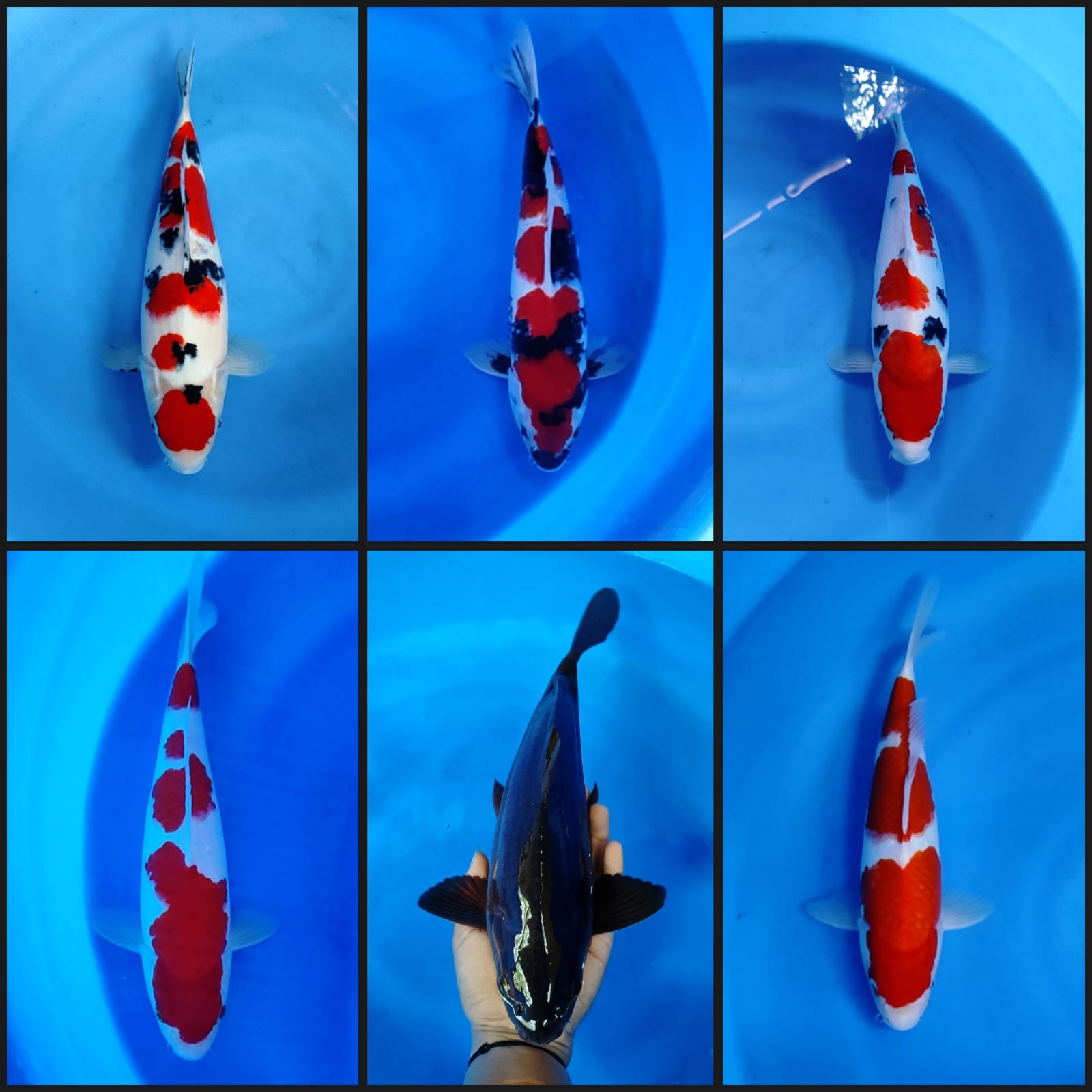 Lelang Koi Online, Jual Beli Ikan Koi, Pasar Koi Terbaik, Agen Lelang Koi, Penawaran Koi Berkualitas, Harga Jual Koi, Lelang Ikan Koi Import, Beli Koi Online, Jual Koi Murah, Koi Showroom, Penjual Koi Terpercaya, Lelang Koi Jakarta, Jual Koi Lokal, Koi Kualitas Unggul, Harga Terbaik Koi, Jual Koi Indukan, Lelang Ikan Hias Koi, Pasar Koi Indonesia, Beli Koi Berkualitas Tinggi, Koi Farm Terbesar, Jual Beli Koi Impor, Lelang Ikan Koi Kualitas Premium, Daftar Harga Koi Terbaru, Pusat Jual Beli Koi, Info Lelang Koi Hari Ini.