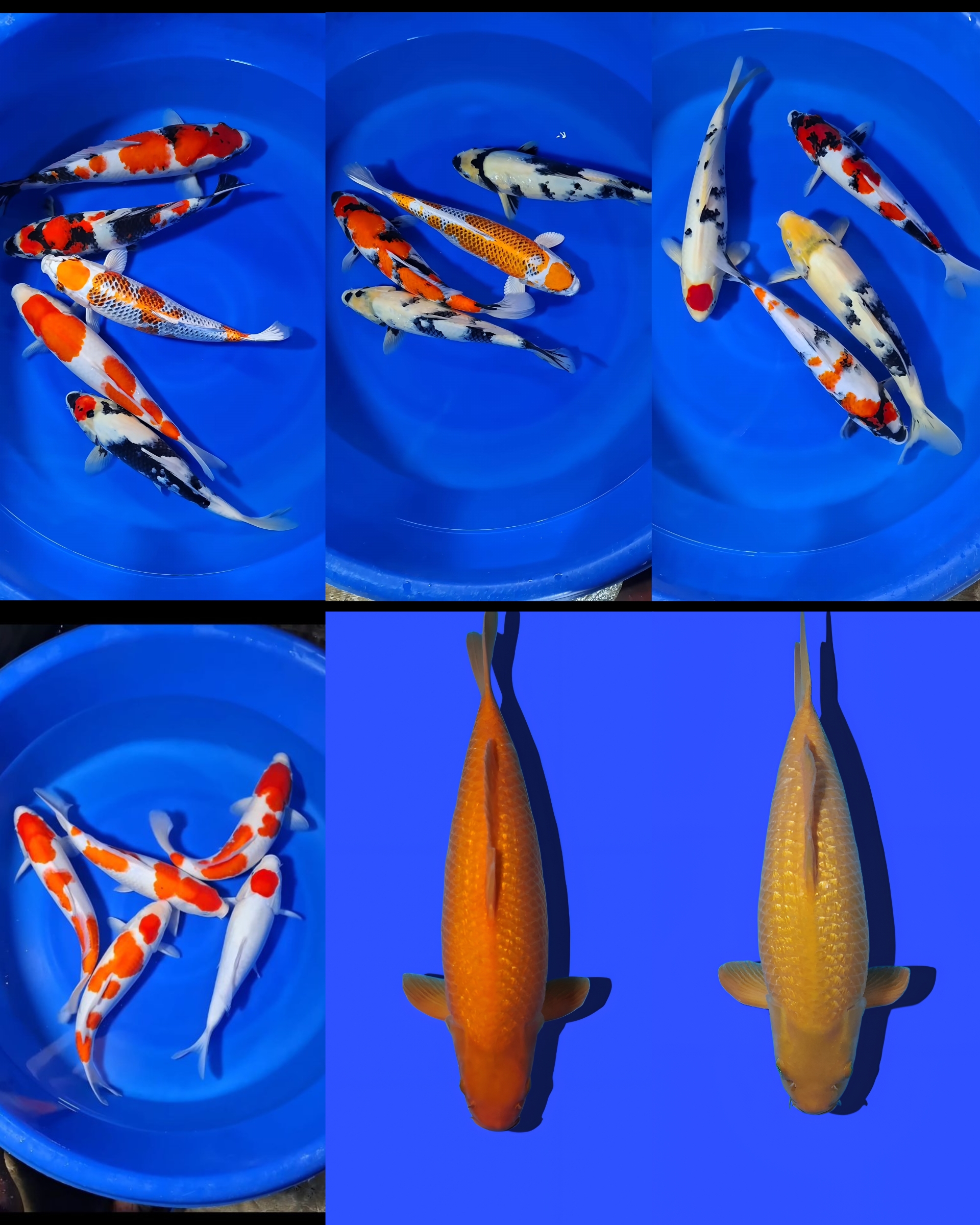 Lelang Koi Online, Jual Beli Ikan Koi, Pasar Koi Terbaik, Agen Lelang Koi, Penawaran Koi Berkualitas, Harga Jual Koi, Lelang Ikan Koi Import, Beli Koi Online, Jual Koi Murah, Koi Showroom, Penjual Koi Terpercaya, Lelang Koi Jakarta, Jual Koi Lokal, Koi Kualitas Unggul, Harga Terbaik Koi, Jual Koi Indukan, Lelang Ikan Hias Koi, Pasar Koi Indonesia, Beli Koi Berkualitas Tinggi, Koi Farm Terbesar, Jual Beli Koi Impor, Lelang Ikan Koi Kualitas Premium, Daftar Harga Koi Terbaru, Pusat Jual Beli Koi, Info Lelang Koi Hari Ini.
