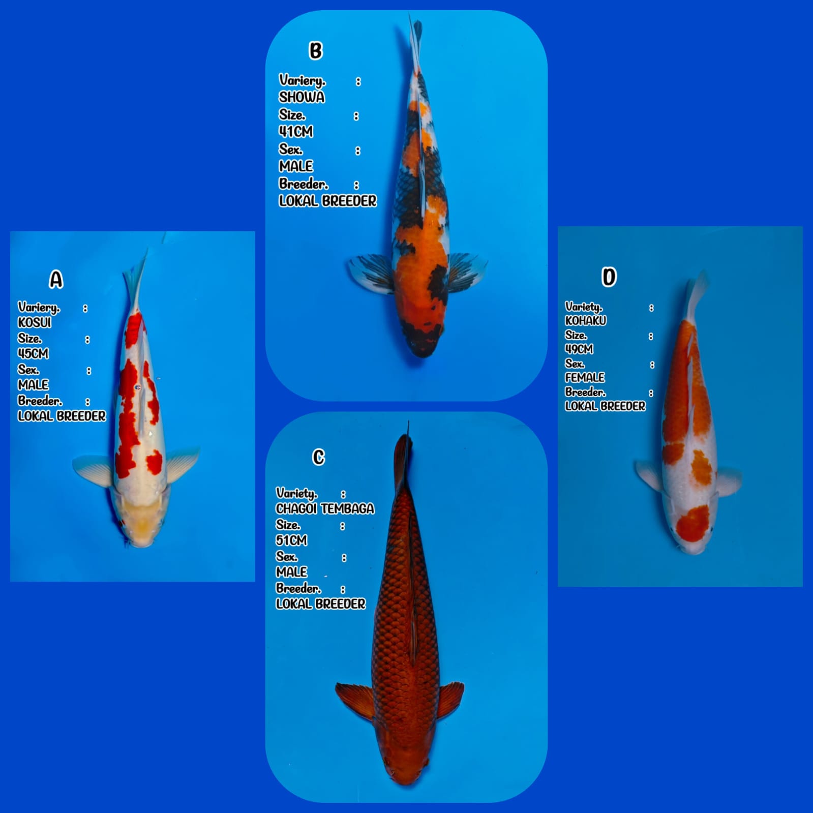 Lelang Koi Online, Jual Beli Ikan Koi, Pasar Koi Terbaik, Agen Lelang Koi, Penawaran Koi Berkualitas, Harga Jual Koi, Lelang Ikan Koi Import, Beli Koi Online, Jual Koi Murah, Koi Showroom, Penjual Koi Terpercaya, Lelang Koi Jakarta, Jual Koi Lokal, Koi Kualitas Unggul, Harga Terbaik Koi, Jual Koi Indukan, Lelang Ikan Hias Koi, Pasar Koi Indonesia, Beli Koi Berkualitas Tinggi, Koi Farm Terbesar, Jual Beli Koi Impor, Lelang Ikan Koi Kualitas Premium, Daftar Harga Koi Terbaru, Pusat Jual Beli Koi, Info Lelang Koi Hari Ini.