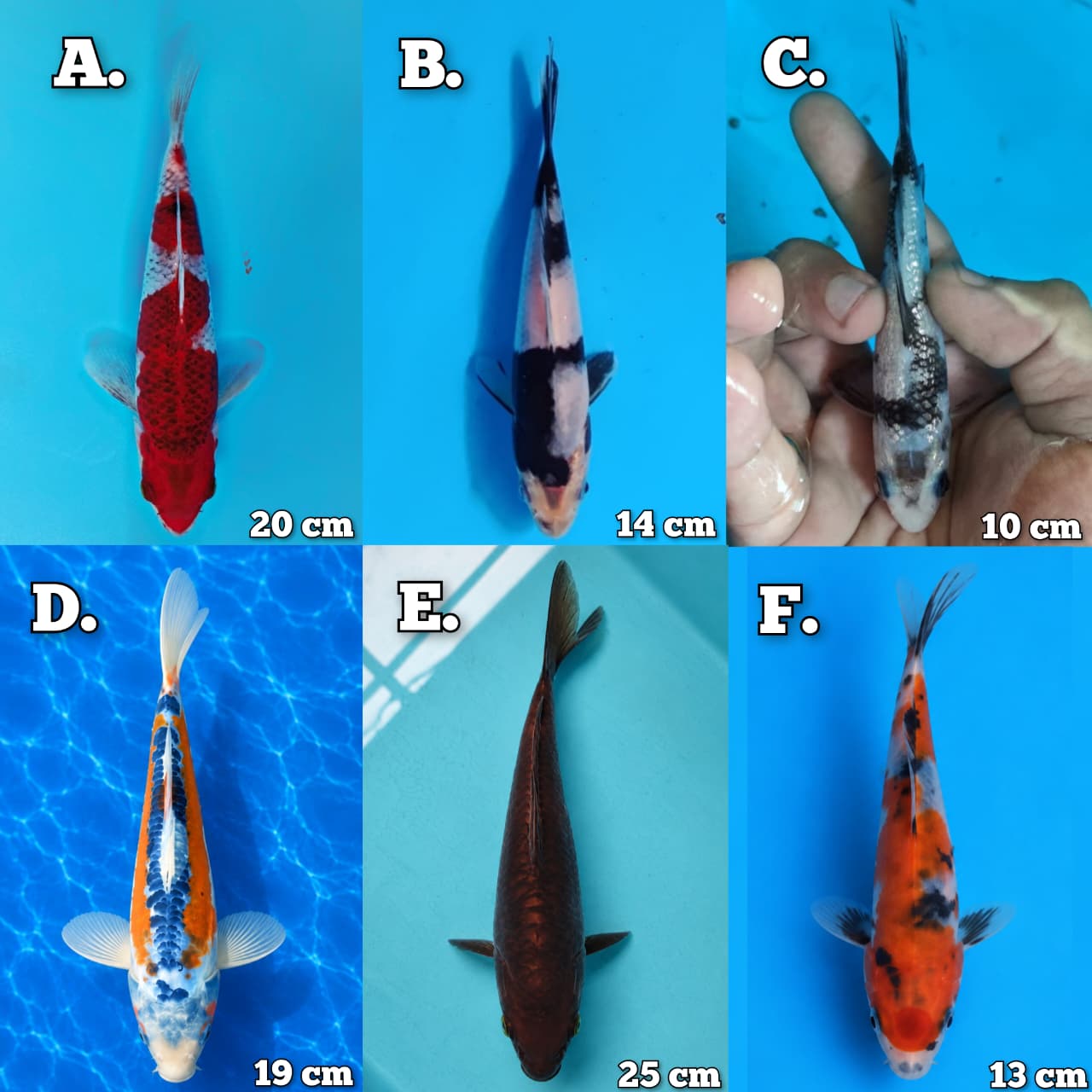 Lelang Koi Online, Jual Beli Ikan Koi, Pasar Koi Terbaik, Agen Lelang Koi, Penawaran Koi Berkualitas, Harga Jual Koi, Lelang Ikan Koi Import, Beli Koi Online, Jual Koi Murah, Koi Showroom, Penjual Koi Terpercaya, Lelang Koi Jakarta, Jual Koi Lokal, Koi Kualitas Unggul, Harga Terbaik Koi, Jual Koi Indukan, Lelang Ikan Hias Koi, Pasar Koi Indonesia, Beli Koi Berkualitas Tinggi, Koi Farm Terbesar, Jual Beli Koi Impor, Lelang Ikan Koi Kualitas Premium, Daftar Harga Koi Terbaru, Pusat Jual Beli Koi, Info Lelang Koi Hari Ini.