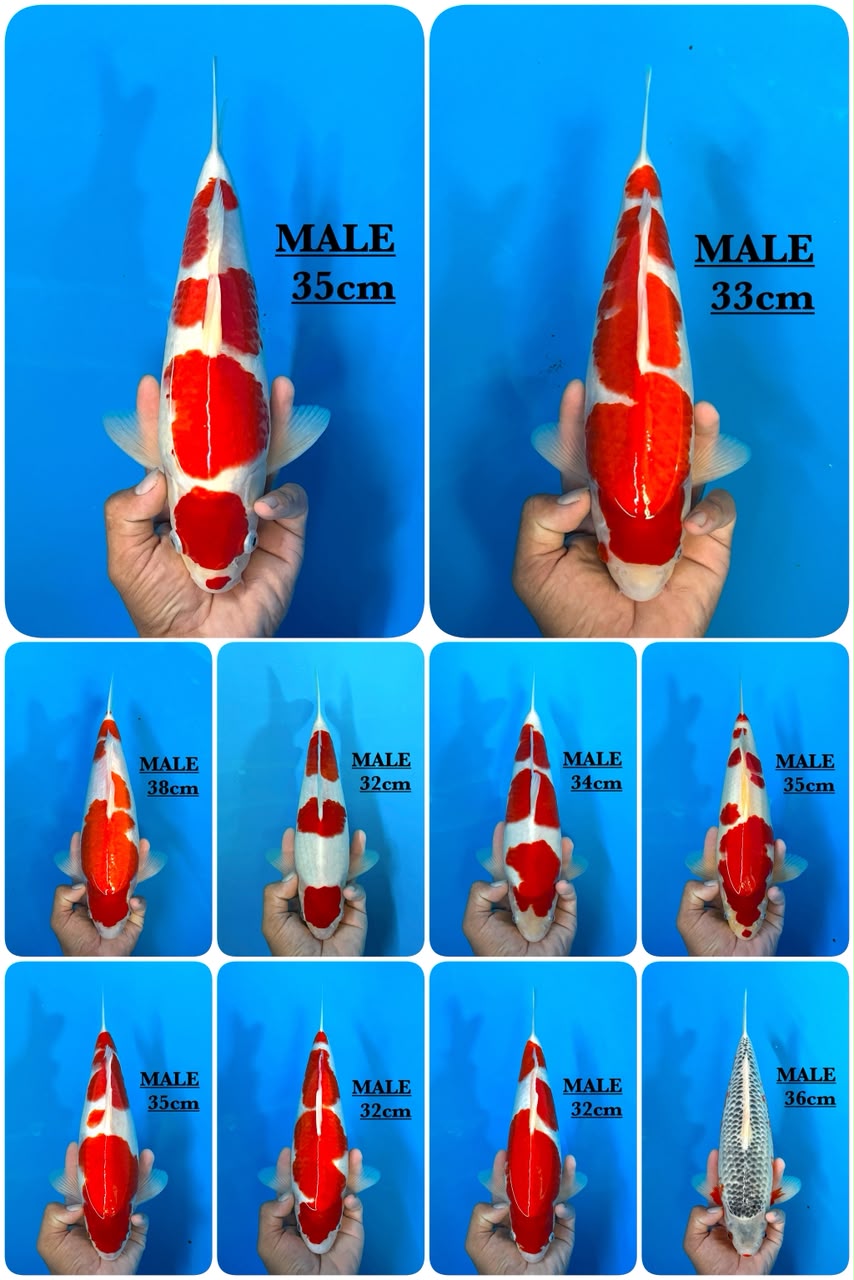 Lelang Koi Online, Jual Beli Ikan Koi, Pasar Koi Terbaik, Agen Lelang Koi, Penawaran Koi Berkualitas, Harga Jual Koi, Lelang Ikan Koi Import, Beli Koi Online, Jual Koi Murah, Koi Showroom, Penjual Koi Terpercaya, Lelang Koi Jakarta, Jual Koi Lokal, Koi Kualitas Unggul, Harga Terbaik Koi, Jual Koi Indukan, Lelang Ikan Hias Koi, Pasar Koi Indonesia, Beli Koi Berkualitas Tinggi, Koi Farm Terbesar, Jual Beli Koi Impor, Lelang Ikan Koi Kualitas Premium, Daftar Harga Koi Terbaru, Pusat Jual Beli Koi, Info Lelang Koi Hari Ini.
