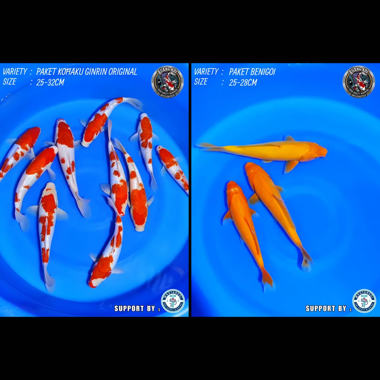 Lelang Koi Online, Jual Beli Ikan Koi, Pasar Koi Terbaik, Agen Lelang Koi, Penawaran Koi Berkualitas, Harga Jual Koi, Lelang Ikan Koi Import, Beli Koi Online, Jual Koi Murah, Koi Showroom, Penjual Koi Terpercaya, Lelang Koi Jakarta, Jual Koi Lokal, Koi Kualitas Unggul, Harga Terbaik Koi, Jual Koi Indukan, Lelang Ikan Hias Koi, Pasar Koi Indonesia, Beli Koi Berkualitas Tinggi, Koi Farm Terbesar, Jual Beli Koi Impor, Lelang Ikan Koi Kualitas Premium, Daftar Harga Koi Terbaru, Pusat Jual Beli Koi, Info Lelang Koi Hari Ini.