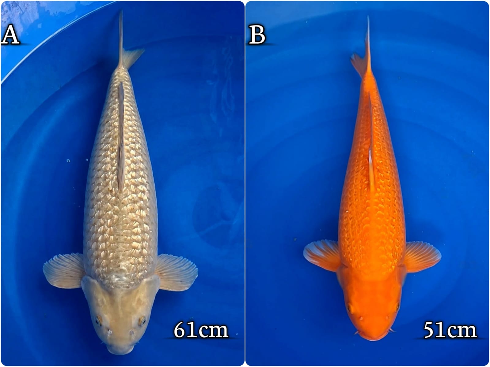 Lelang Koi Online, Jual Beli Ikan Koi, Pasar Koi Terbaik, Agen Lelang Koi, Penawaran Koi Berkualitas, Harga Jual Koi, Lelang Ikan Koi Import, Beli Koi Online, Jual Koi Murah, Koi Showroom, Penjual Koi Terpercaya, Lelang Koi Jakarta, Jual Koi Lokal, Koi Kualitas Unggul, Harga Terbaik Koi, Jual Koi Indukan, Lelang Ikan Hias Koi, Pasar Koi Indonesia, Beli Koi Berkualitas Tinggi, Koi Farm Terbesar, Jual Beli Koi Impor, Lelang Ikan Koi Kualitas Premium, Daftar Harga Koi Terbaru, Pusat Jual Beli Koi, Info Lelang Koi Hari Ini.