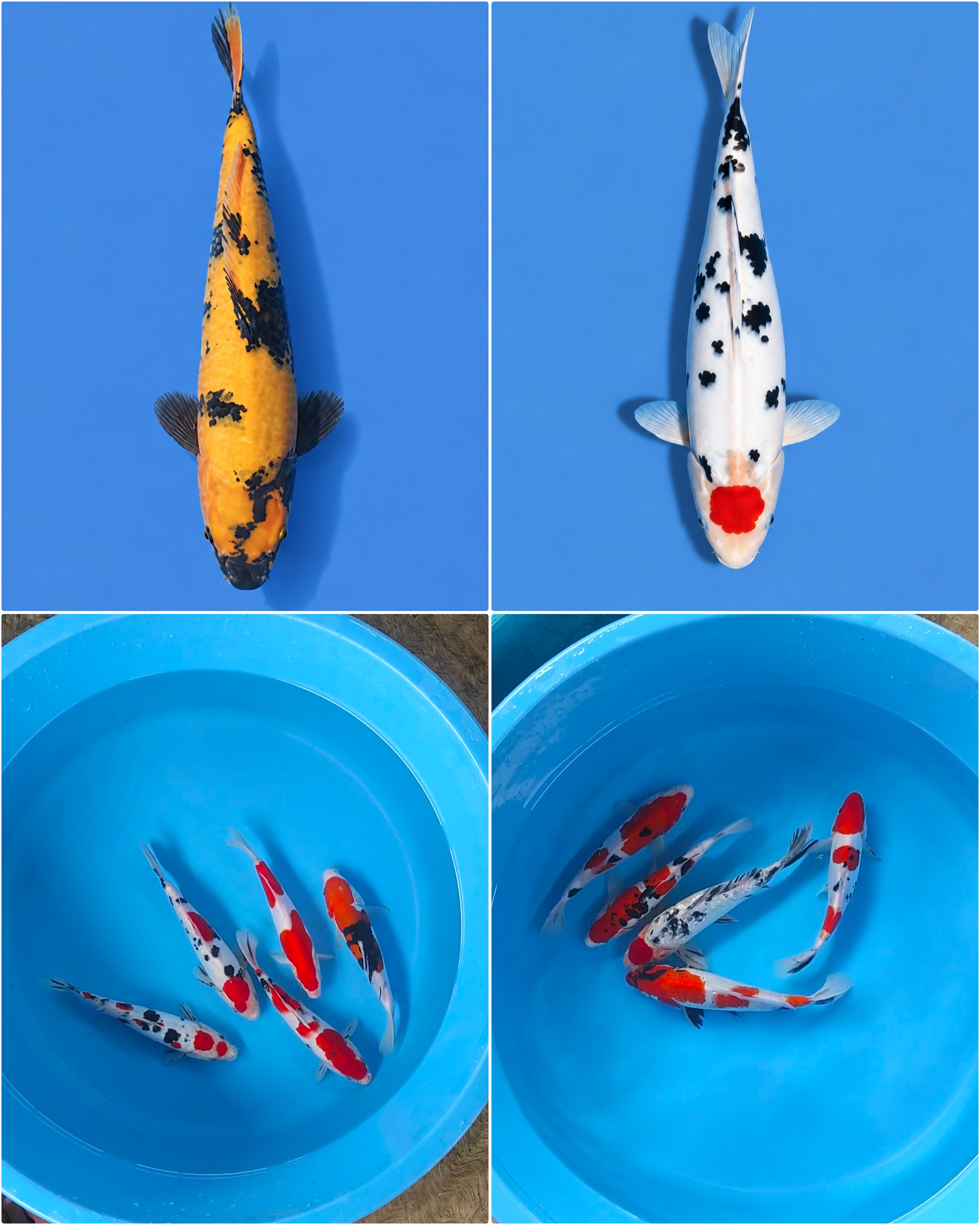 Lelang Koi Online, Jual Beli Ikan Koi, Pasar Koi Terbaik, Agen Lelang Koi, Penawaran Koi Berkualitas, Harga Jual Koi, Lelang Ikan Koi Import, Beli Koi Online, Jual Koi Murah, Koi Showroom, Penjual Koi Terpercaya, Lelang Koi Jakarta, Jual Koi Lokal, Koi Kualitas Unggul, Harga Terbaik Koi, Jual Koi Indukan, Lelang Ikan Hias Koi, Pasar Koi Indonesia, Beli Koi Berkualitas Tinggi, Koi Farm Terbesar, Jual Beli Koi Impor, Lelang Ikan Koi Kualitas Premium, Daftar Harga Koi Terbaru, Pusat Jual Beli Koi, Info Lelang Koi Hari Ini.