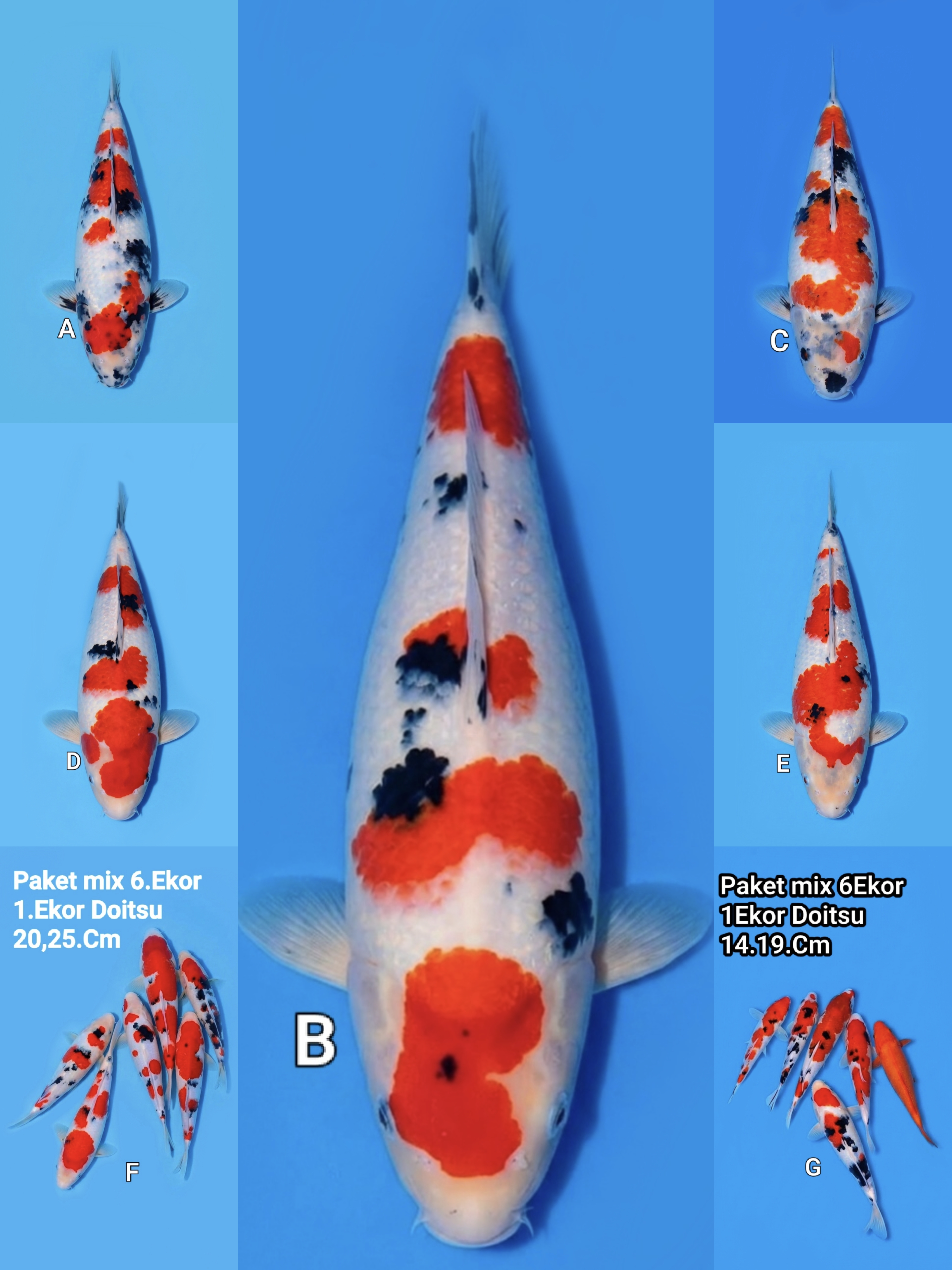 Lelang Koi Online, Jual Beli Ikan Koi, Pasar Koi Terbaik, Agen Lelang Koi, Penawaran Koi Berkualitas, Harga Jual Koi, Lelang Ikan Koi Import, Beli Koi Online, Jual Koi Murah, Koi Showroom, Penjual Koi Terpercaya, Lelang Koi Jakarta, Jual Koi Lokal, Koi Kualitas Unggul, Harga Terbaik Koi, Jual Koi Indukan, Lelang Ikan Hias Koi, Pasar Koi Indonesia, Beli Koi Berkualitas Tinggi, Koi Farm Terbesar, Jual Beli Koi Impor, Lelang Ikan Koi Kualitas Premium, Daftar Harga Koi Terbaru, Pusat Jual Beli Koi, Info Lelang Koi Hari Ini.