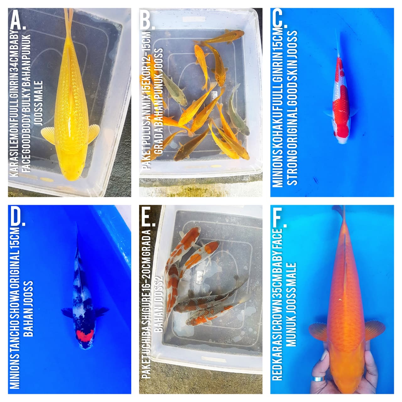 Lelang Koi Online, Jual Beli Ikan Koi, Pasar Koi Terbaik, Agen Lelang Koi, Penawaran Koi Berkualitas, Harga Jual Koi, Lelang Ikan Koi Import, Beli Koi Online, Jual Koi Murah, Koi Showroom, Penjual Koi Terpercaya, Lelang Koi Jakarta, Jual Koi Lokal, Koi Kualitas Unggul, Harga Terbaik Koi, Jual Koi Indukan, Lelang Ikan Hias Koi, Pasar Koi Indonesia, Beli Koi Berkualitas Tinggi, Koi Farm Terbesar, Jual Beli Koi Impor, Lelang Ikan Koi Kualitas Premium, Daftar Harga Koi Terbaru, Pusat Jual Beli Koi, Info Lelang Koi Hari Ini.